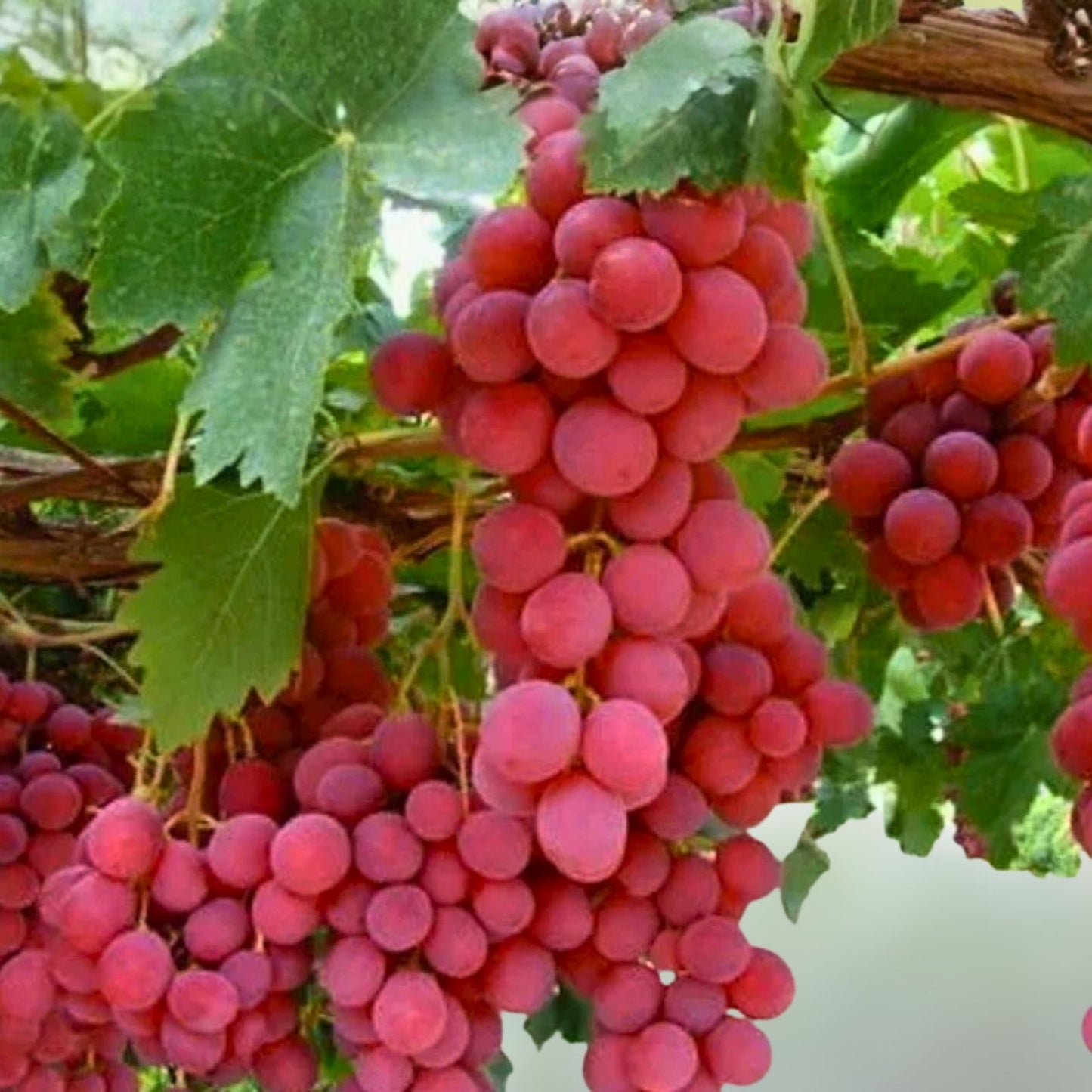 Bananchik Pink Grape Cuttings – 2 Rooting Vitis vinifera Clippings, Imported from Ukraine