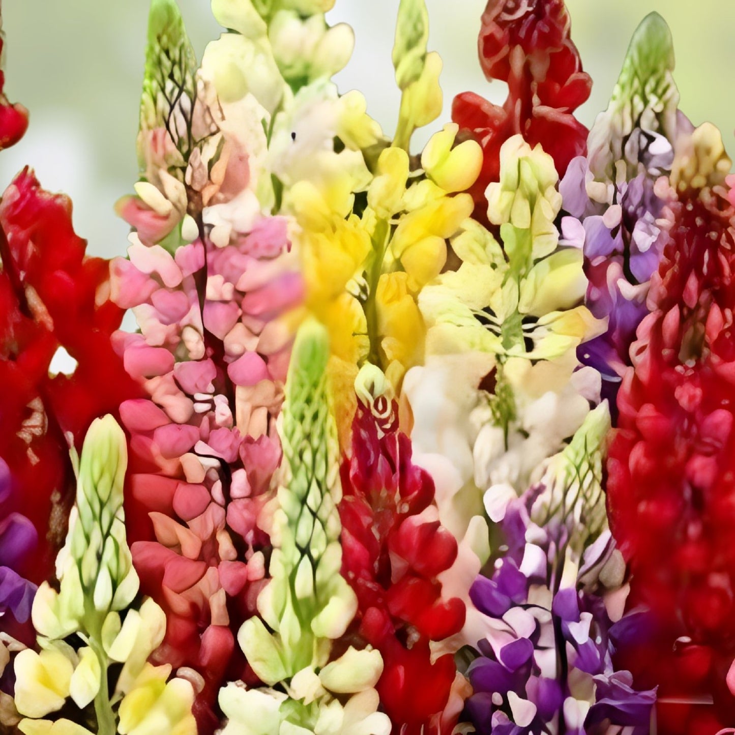 Giant Lupine Seeds 200 Count - Exotic Flower Variety - Lupinus polyphyllus - Perennial Garden Flower Seeds