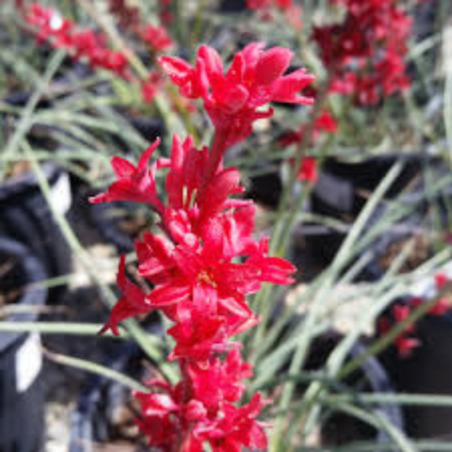 Texas Yucca Seeds 85 Count Brakelight Red Variety Hesperaloe Funifera Drought-Tolerant Xeriscaping Garden Plant