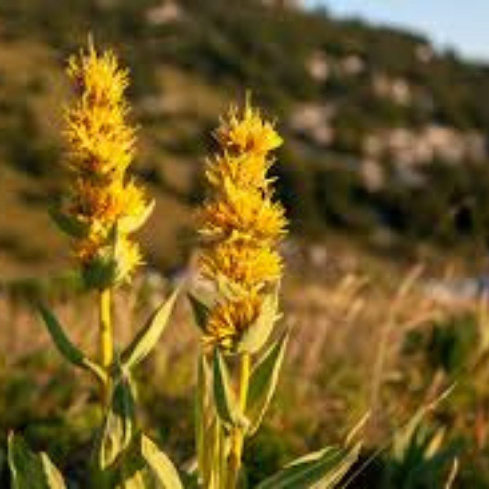 Gentiana Lutea Seeds - Yellow Flower Planting Seeds - Great Yellow Gentian - 30 Seeds for Gardening