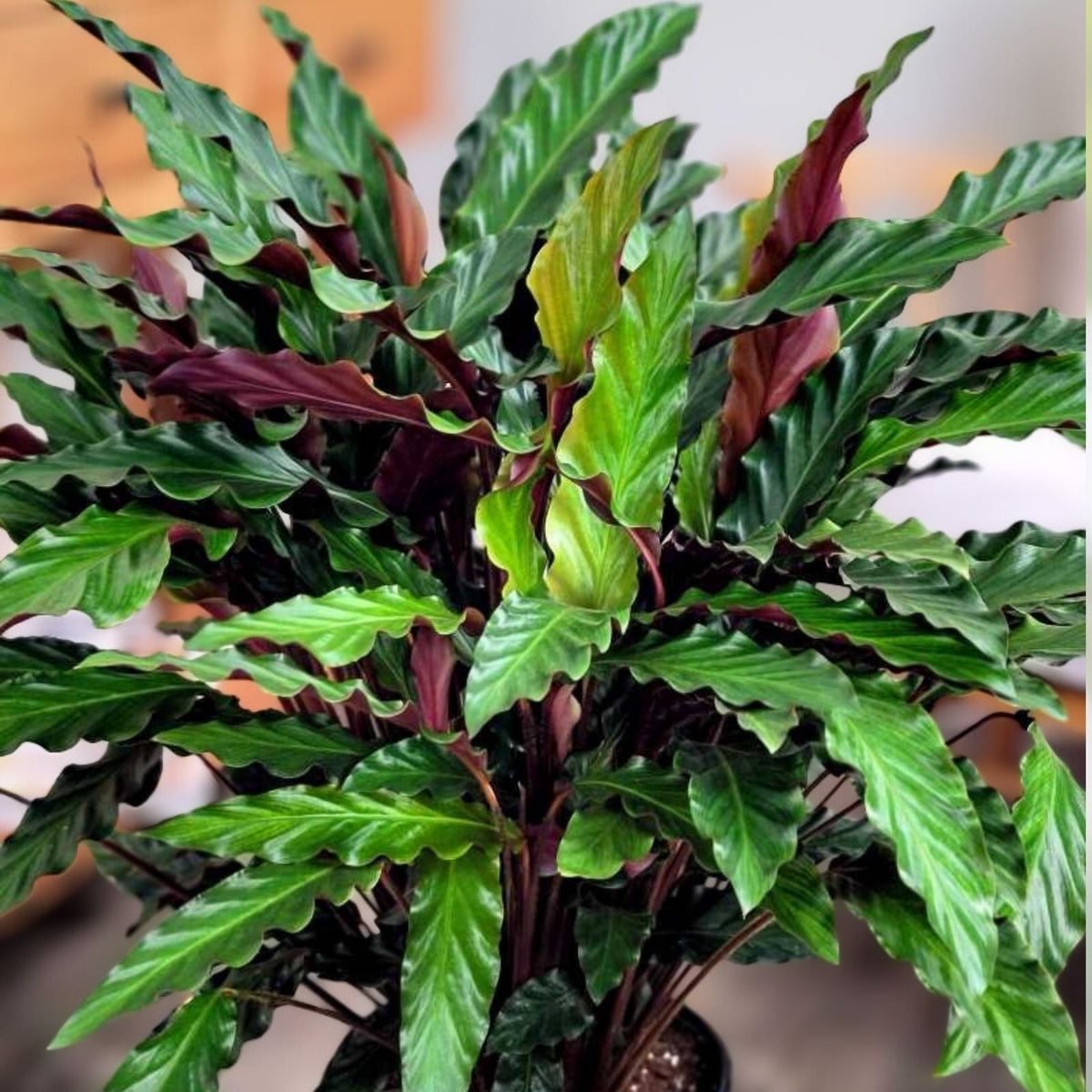 Calathea sp. Rufibarba 6" Pot - Ornamental Prayer Plant with Vibrant Foliage - Indoor Gardening - Calathea Rufibarba