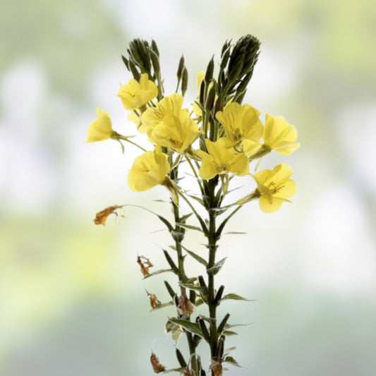 Evening Primrose Seeds for Planting – 100 Organic Garden Flower Seeds – Oenothera biennis – Perennial Wildflower Seeds