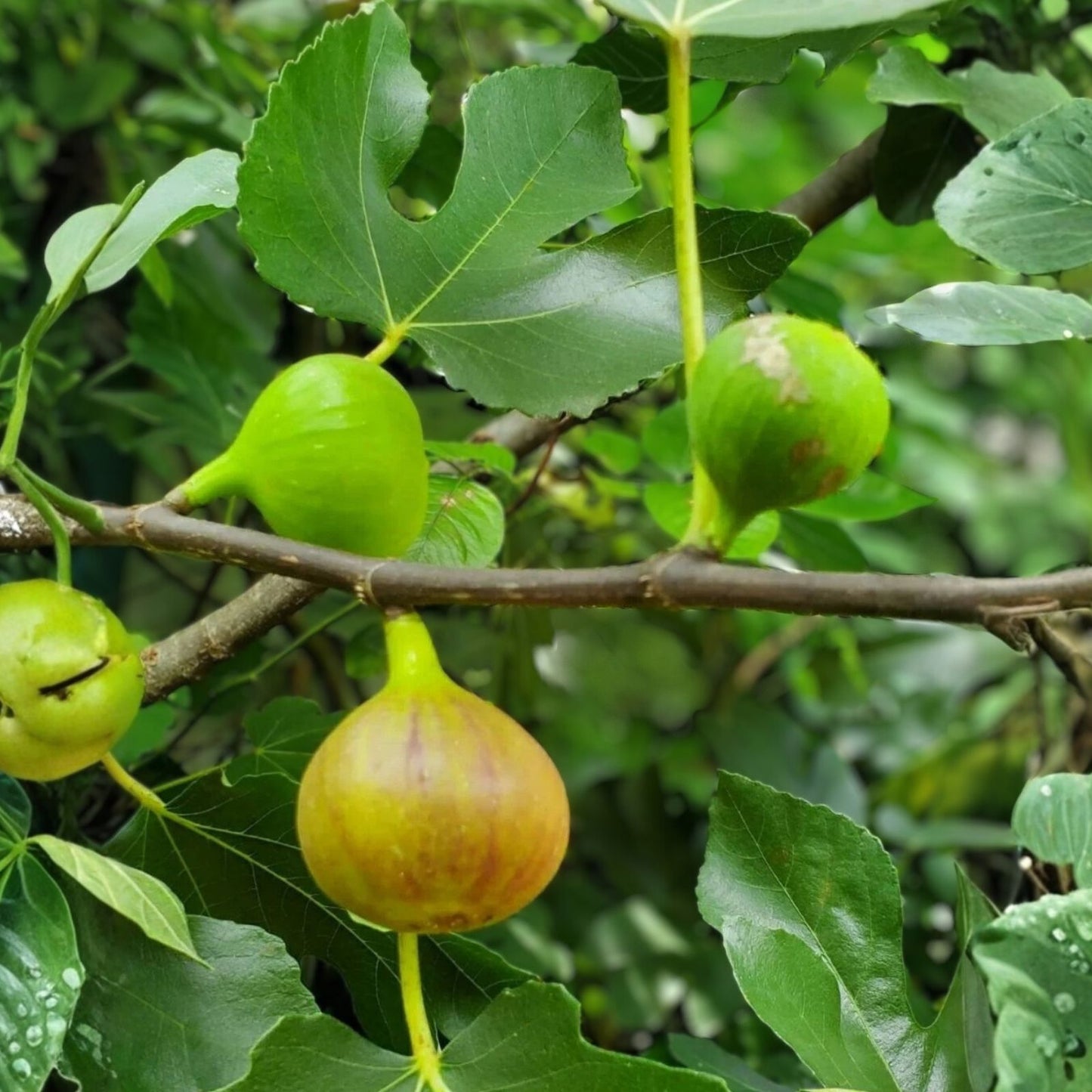 Italian Honey Fig Cuttings 5 Pack, Cold Hardy, Highly Productive, Ficus carica 'Lattarulla'