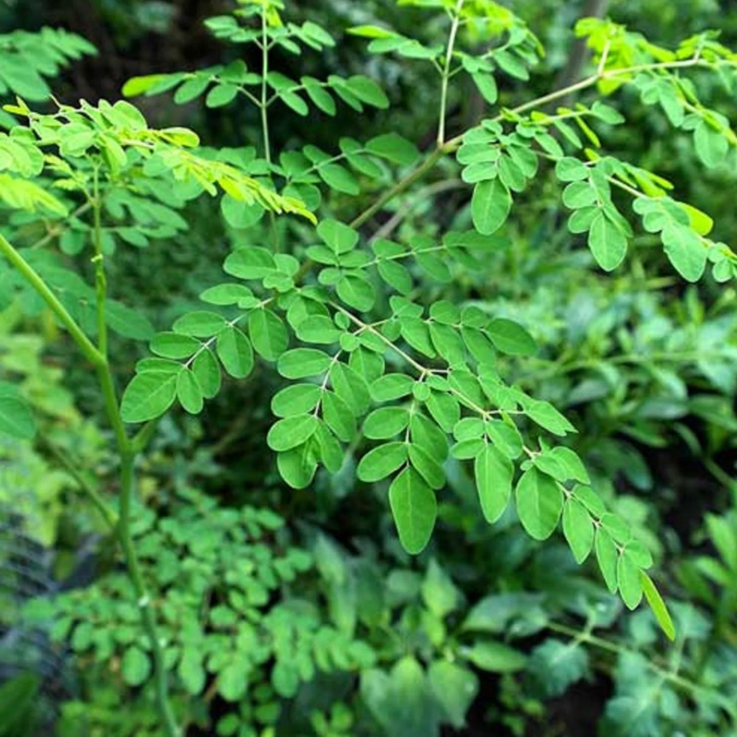 Moringa Oleifera Cuttings 8 Thick & Horseradish Tree Seeds 10 Non-GMO Organic Gardening Supplies Drumstick Tree