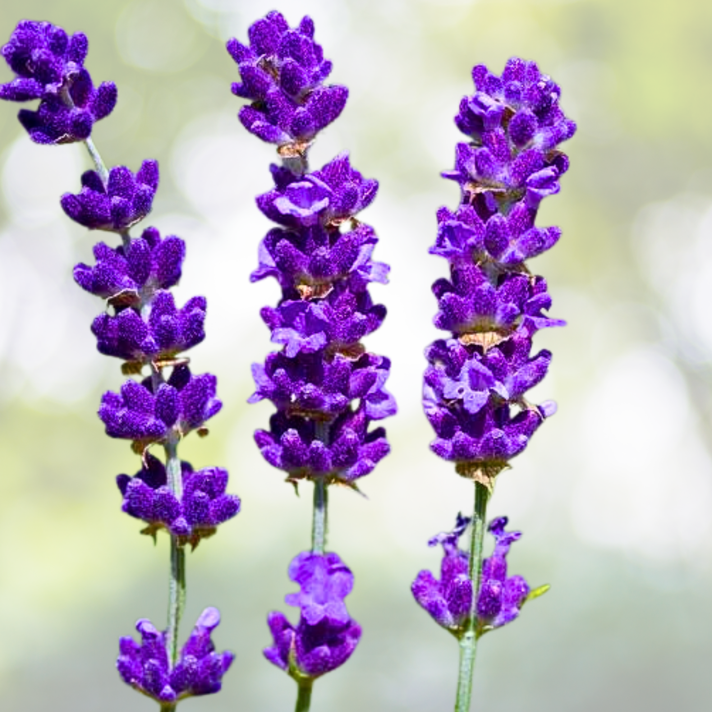 1000 Lavender Seeds - Fragrant Perennial Herb for Gardens, Borders, Zones 5–9 - Lavandula angustifolia