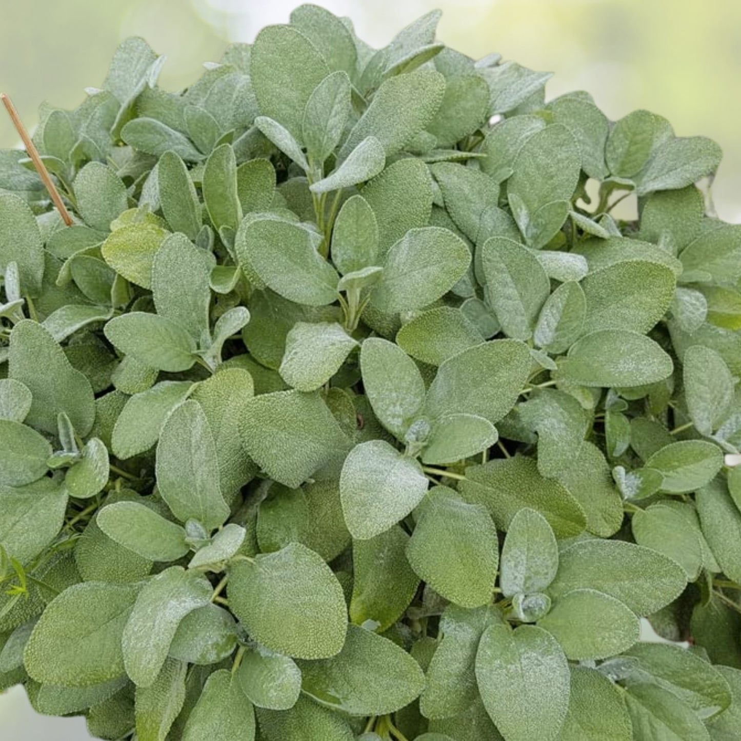 Broadleaf Sage Seeds - 50+ Kitchen Sage, Common Sage, Garden Sage, Perennial Herb - Salvia officinalis - USA