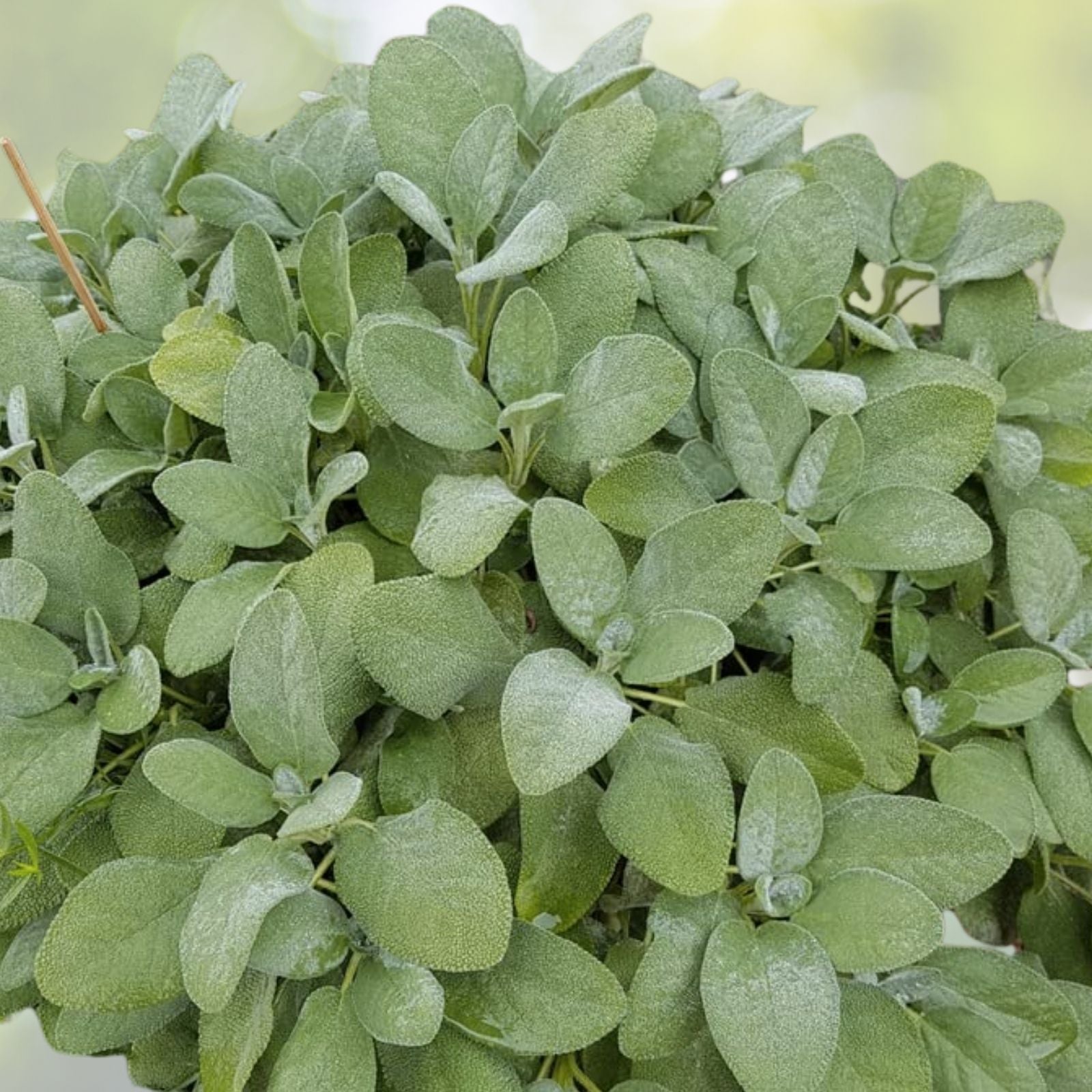 Broadleaf Sage Seeds - 50+ Kitchen Sage, Common Sage, Garden Sage, Perennial Herb - Salvia officinalis - USA