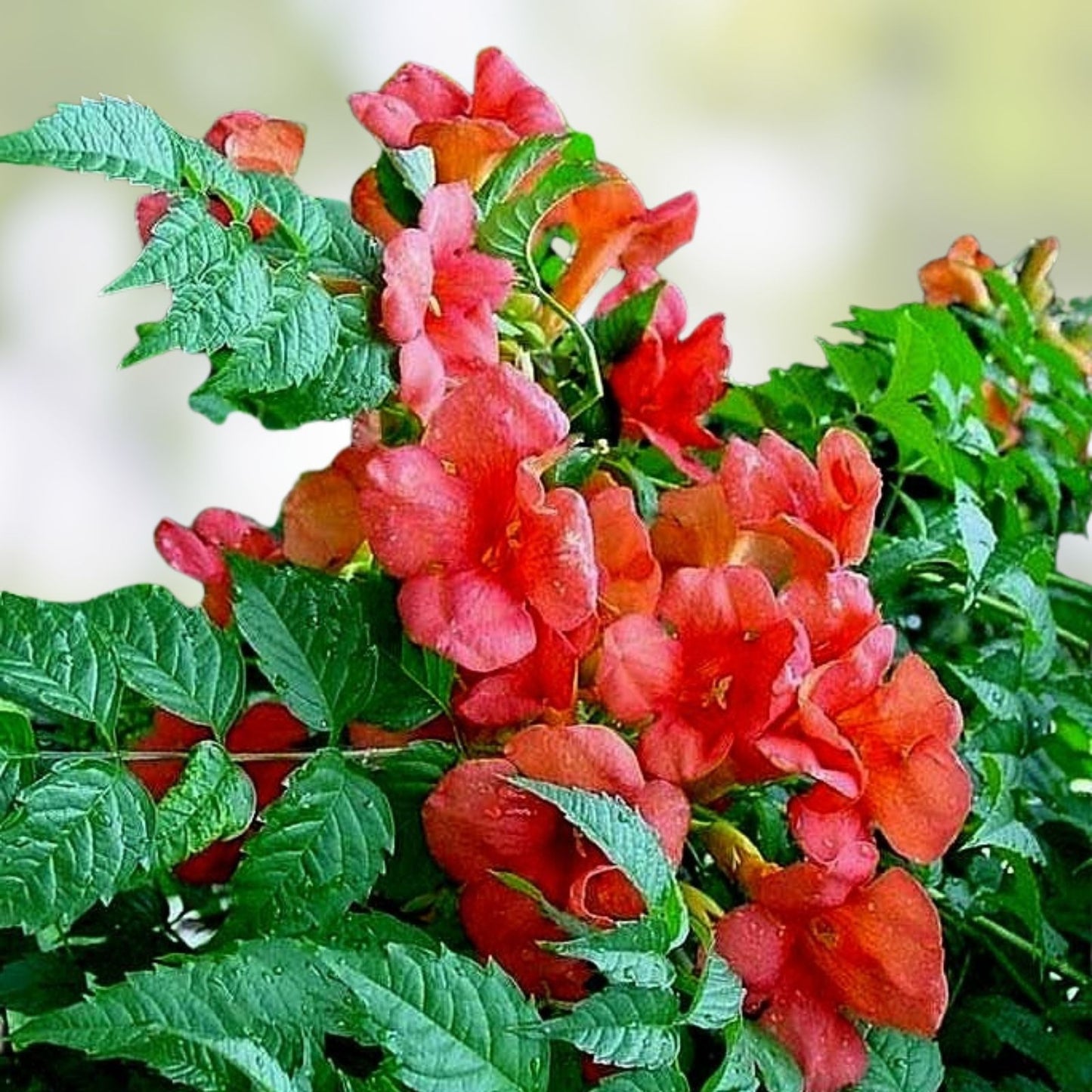 Orange Trumpet Vine Live Plant Set of 2 – Hummingbird Attractant Campsis radicans Climbing Garden Vines