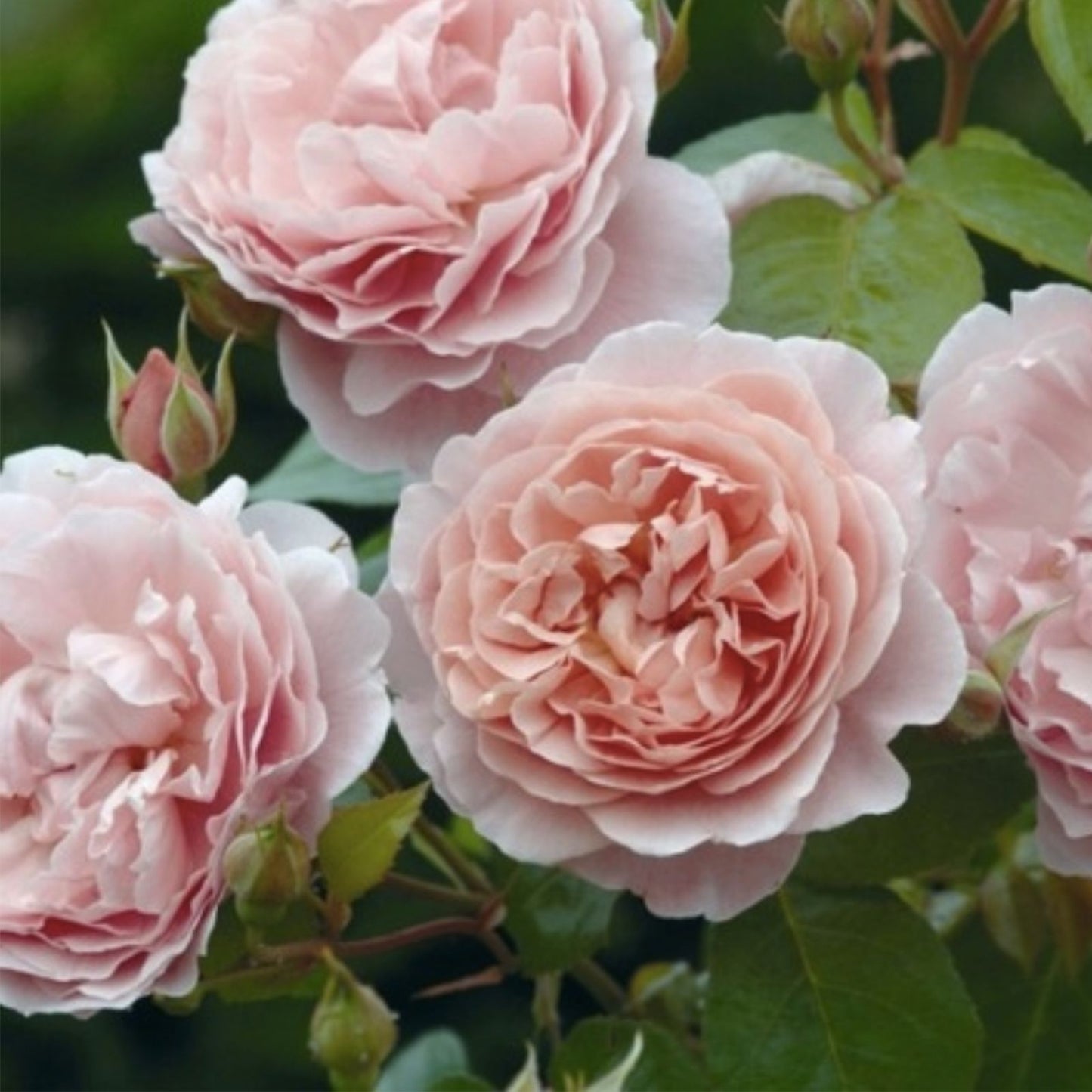 David Austin Rose Cuttings 3-Pack - Retired Variety for Gardening - Easy to Root and Grow - Rose Enthusiast Gift