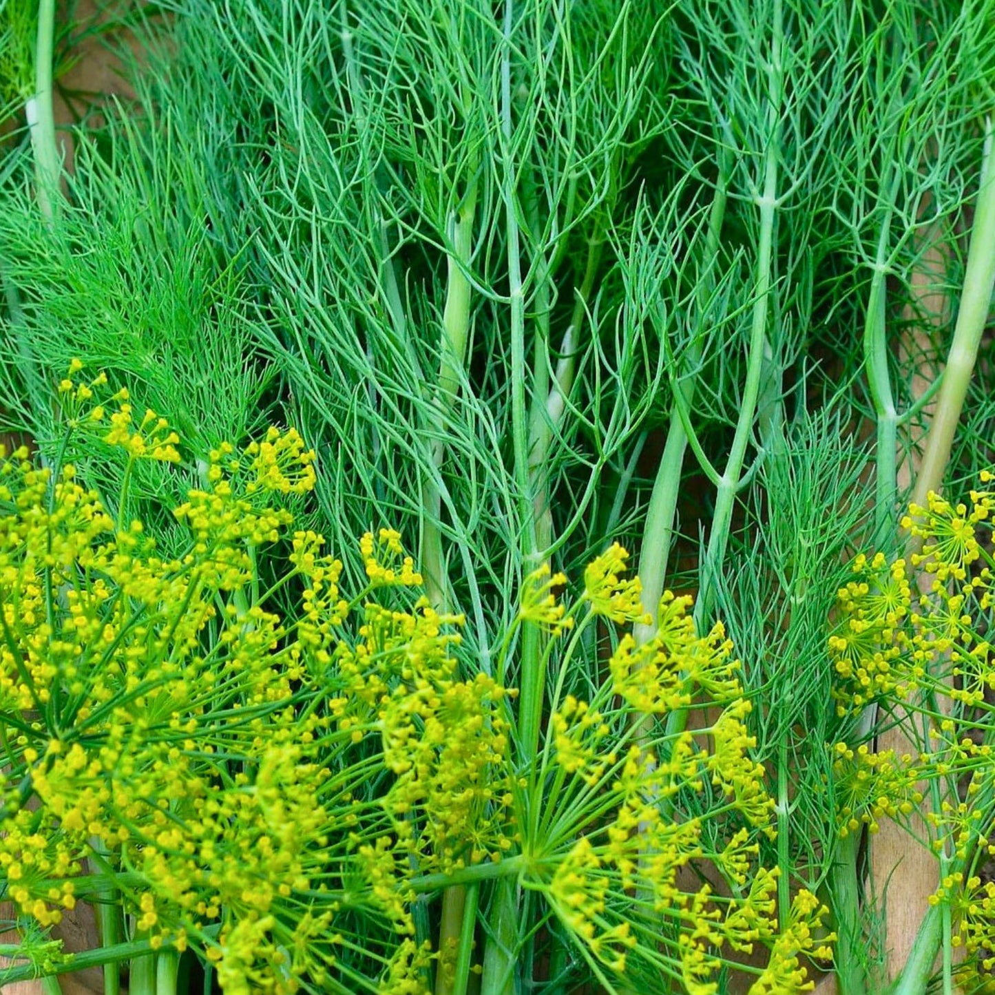 Dill Seeds Heirloom Bouquet Non-GMO 100 Seeds Spice Herb Anethum graveolens