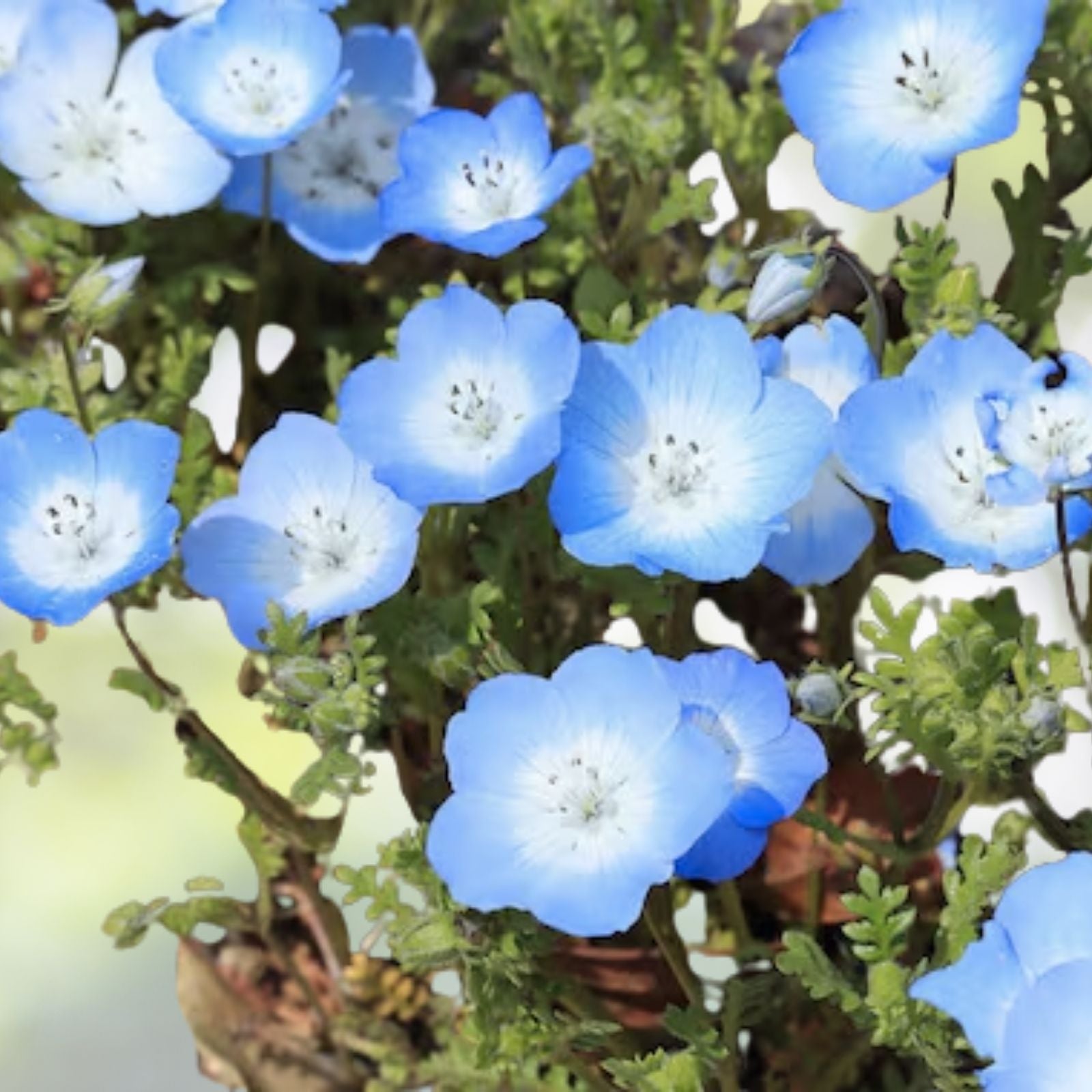 Baby Blue Eyes Seeds - 250 Pack, Low Ground Cover Flowers, Blue, Nemophila Menziesii