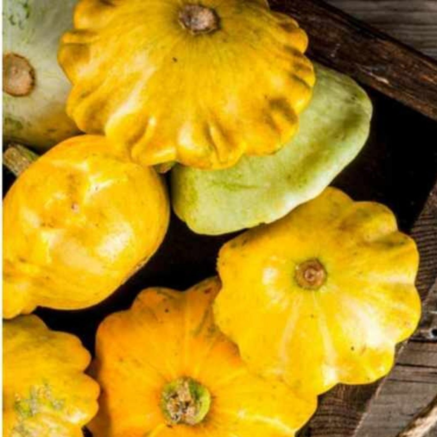 Y-Star Patty Pan Squash Seeds - 10 Count Heirloom Variety Cucurbita pepo Vegetable Seeds