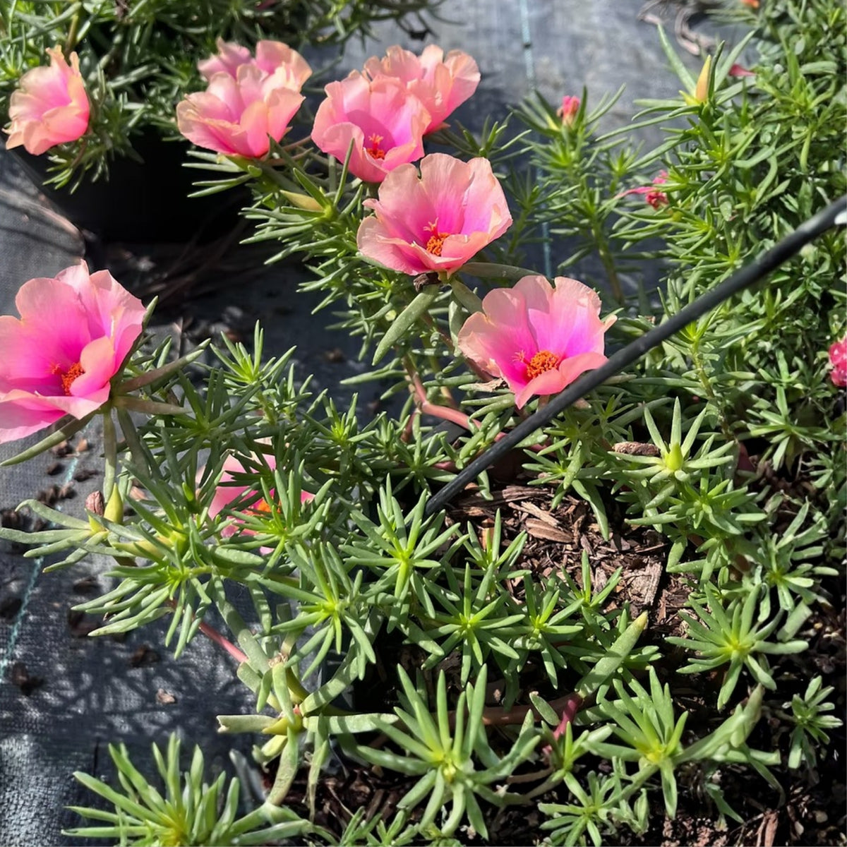Hot Pink Portulaca Plant 6" Pot - Portulaca grandiflora, Drought-Tolerant Succulent, Vibrant Moss Rose Ground Cover