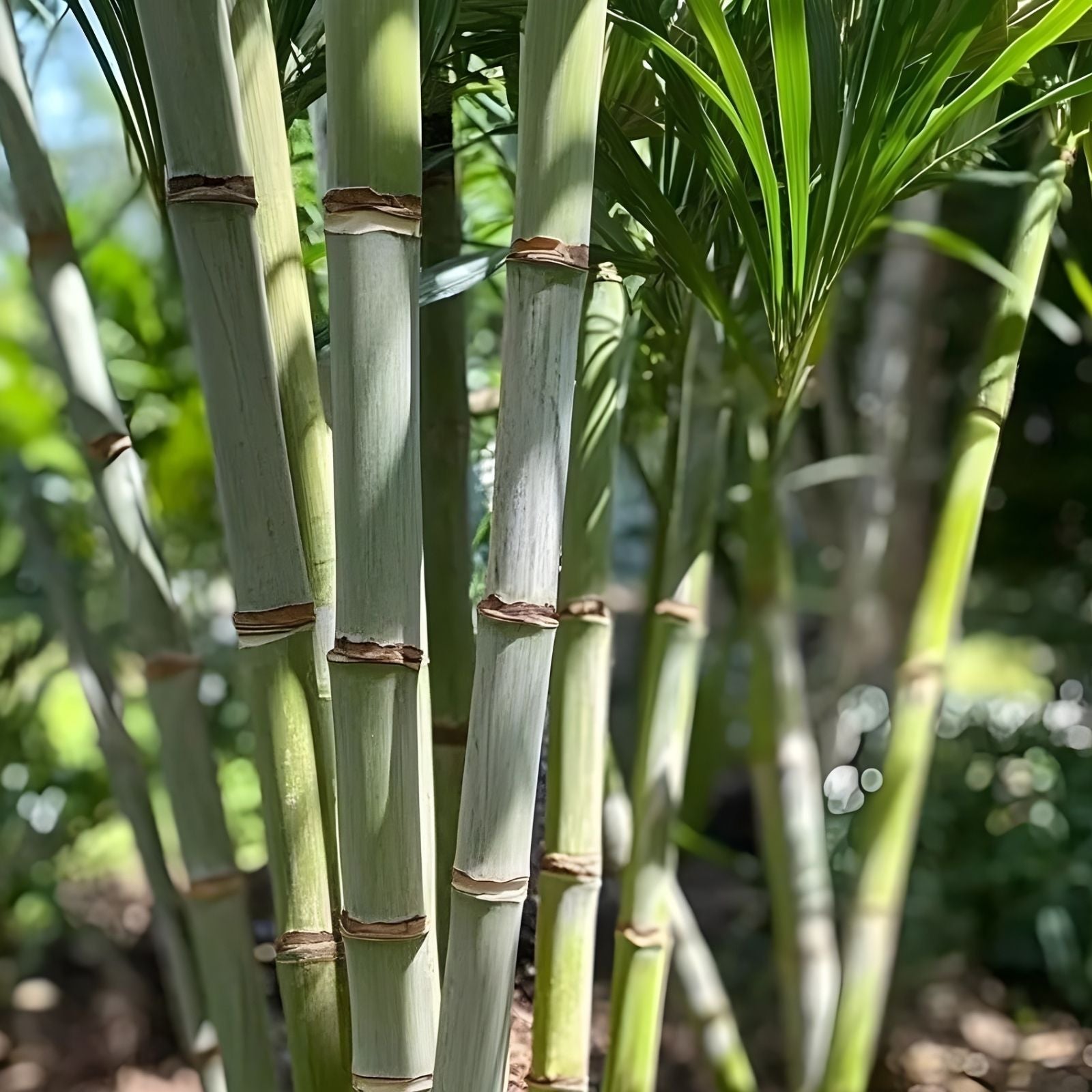 Rooted Sugarcane Cuttings 5pcs Tropical Plant Saccharum officinarum Ready to Plant