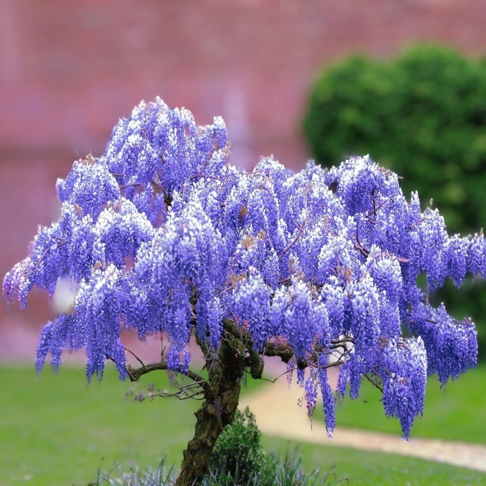 Blue Chinese Wisteria Seeds - 5 Perennial Climbing Flower Vine - Wisteria sinensis - Fast Growing, Fragrant, Free Shipping