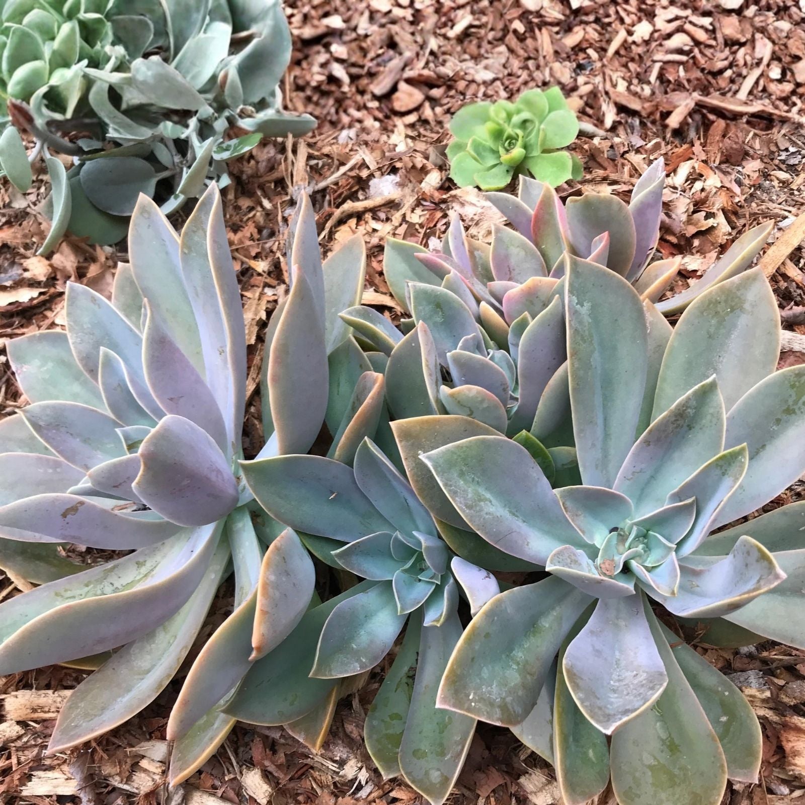 Echeveria Cuttings - Fred Ives Graptoveria Succulent - Multicolor Rosette Plant for Indoor Gardening and Arrangements