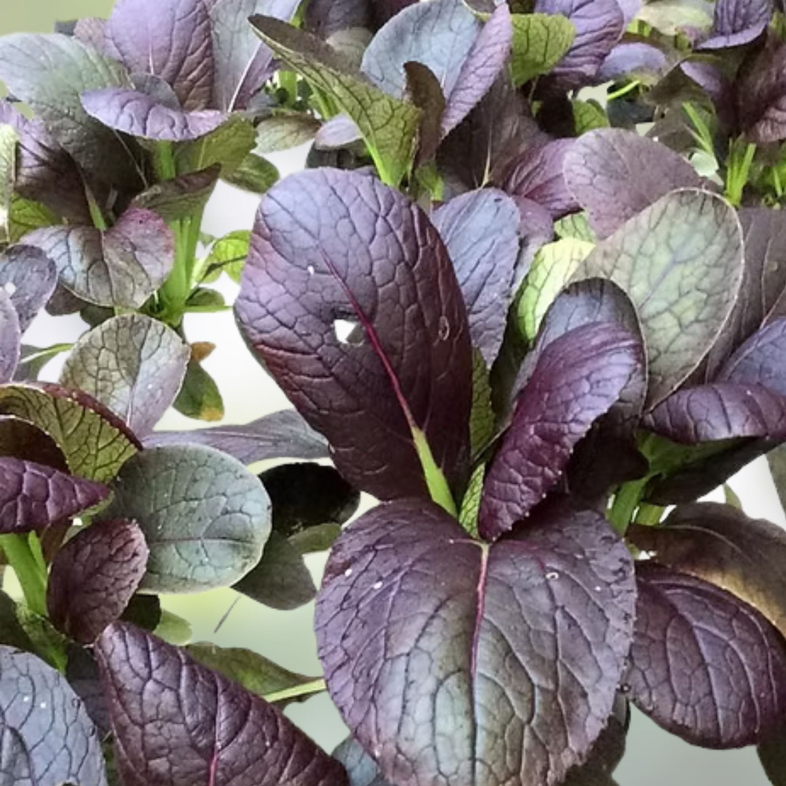 Pak Choi Seeds 20 Non-GMO Red Tatsoi Brassica rapa Hybrid Cabbage for Stir-Fries and Salads