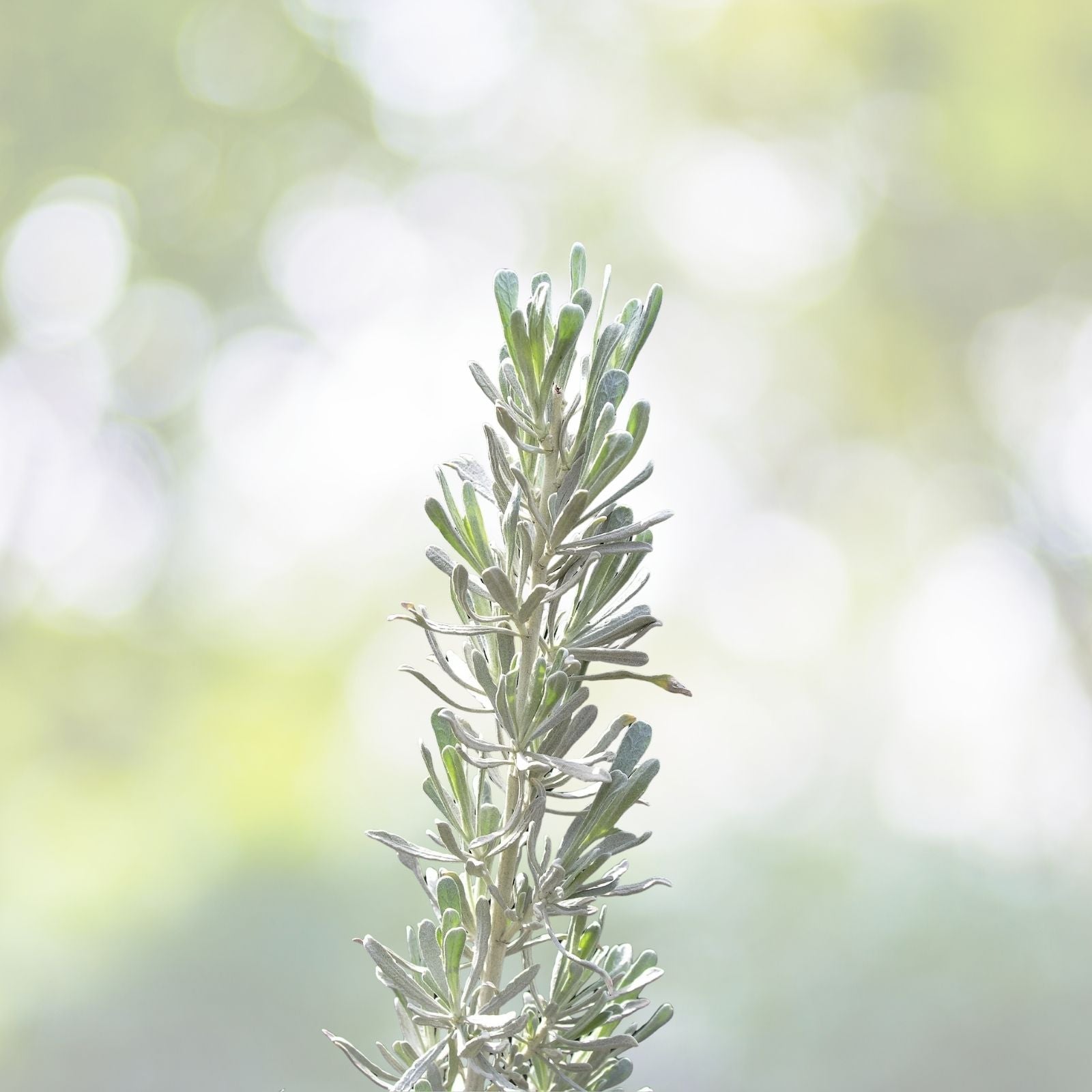 220 Smudging Sage Seeds | Big Mountain White Sagebrush | Artemisia Tridentata Vaseyana