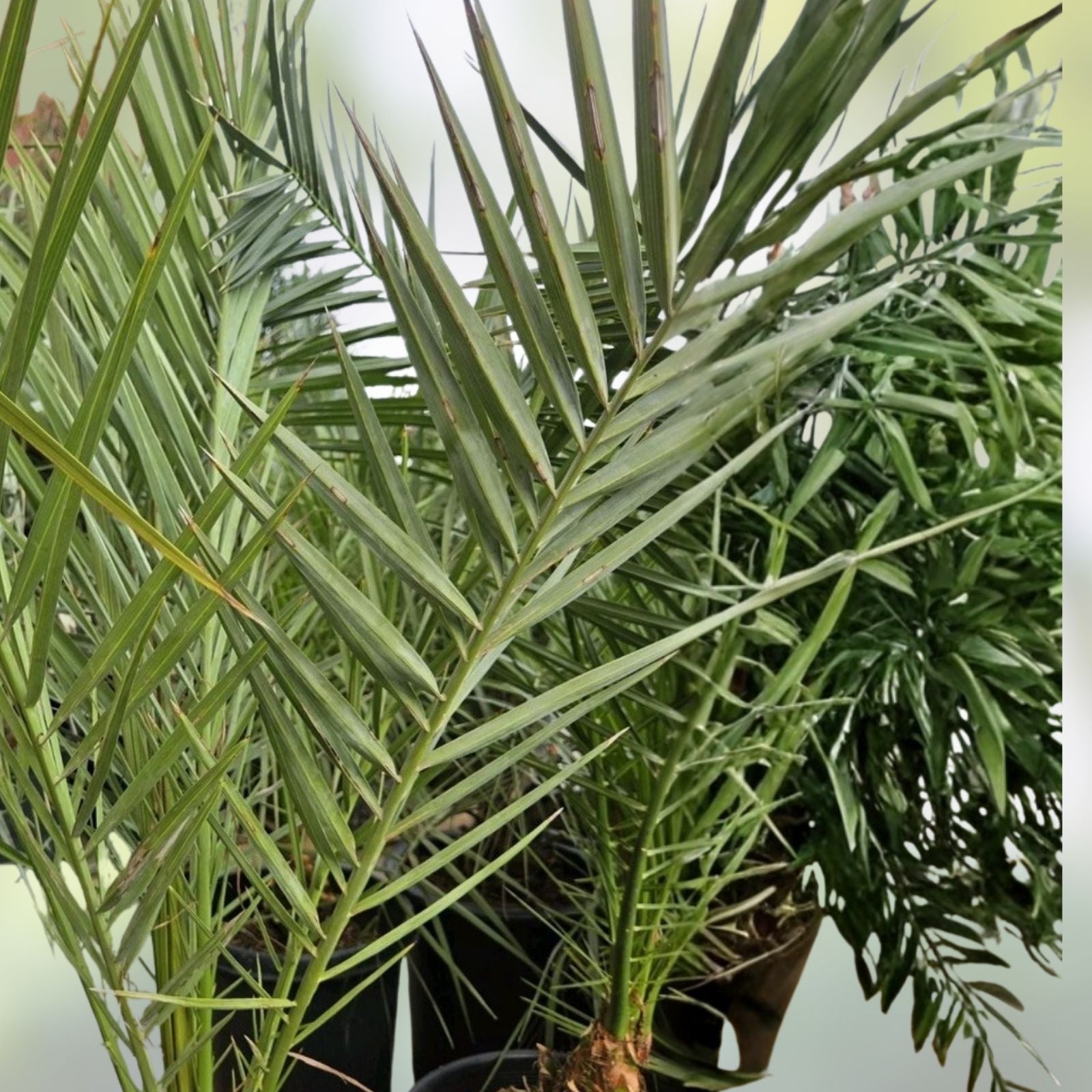 Medjool Date Palm Tree 7 Gallon Pot Phoenix Dactylifera Indoor/Outdoor Plant - 12+ Years Old
