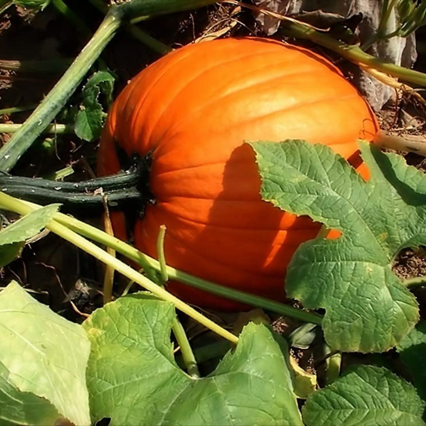 Organic Sugar Pie Pumpkin Seeds 10 Pack Heirloom Variety Cucurbita pepo USA Grown