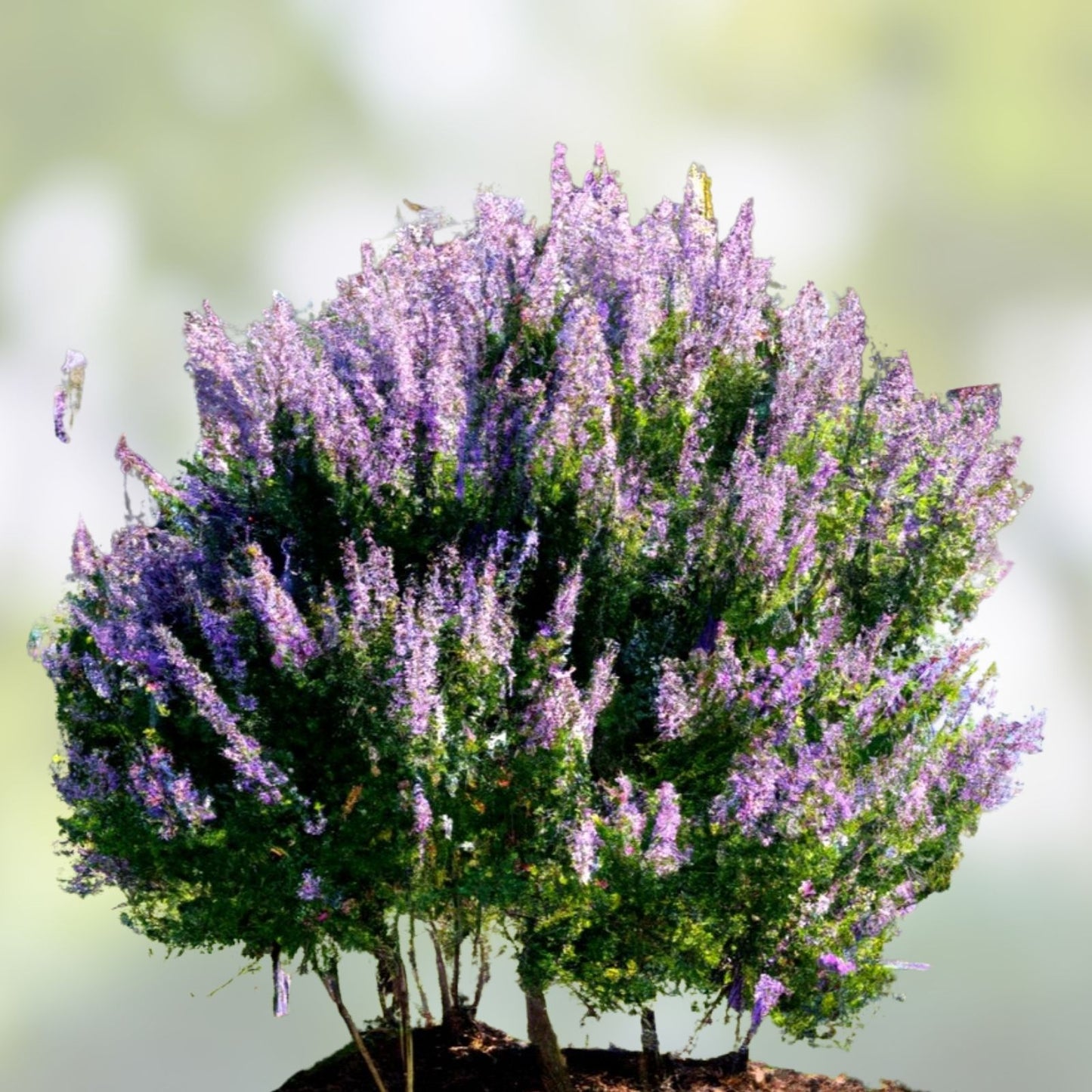 Vitex Agnus-Castus Cuttings – 12 Blue-Purple Chaste Tree Stem Cuttings for Rooting and Grafting