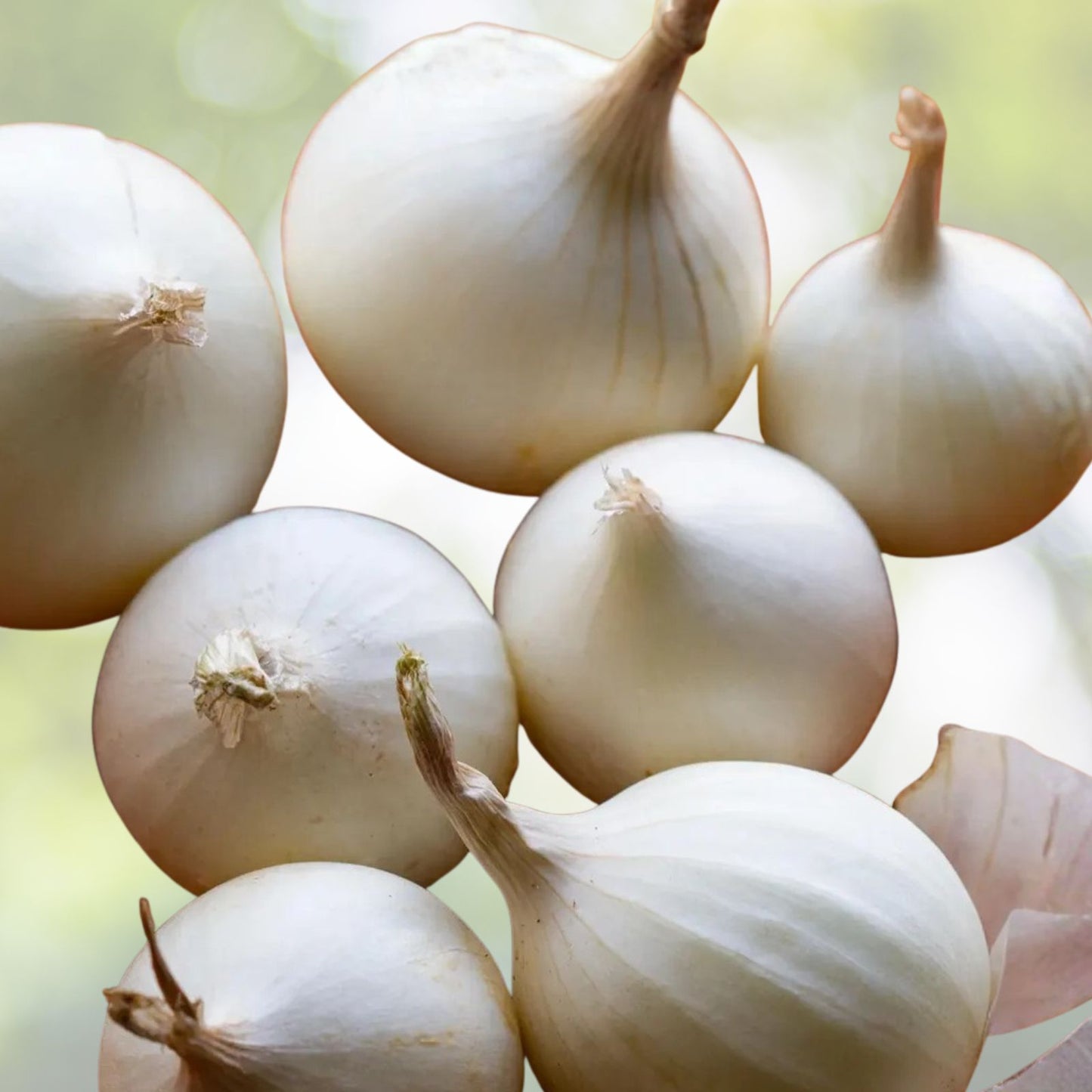 Spanish White Onion Seeds - Heirloom Variety - Sweet Flavor - Allium cepa - 25+ Seeds