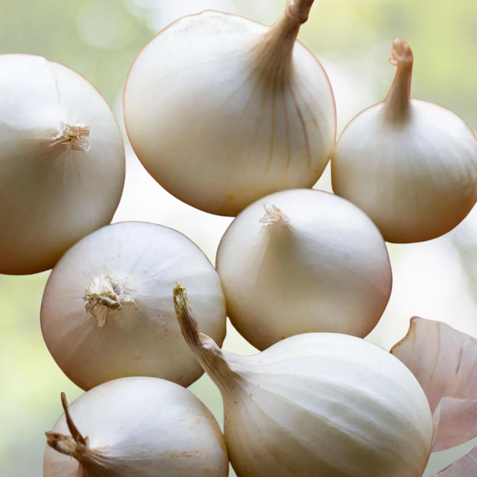 Spanish White Onion Seeds - Heirloom Variety - Sweet Flavor - Allium cepa - 25+ Seeds