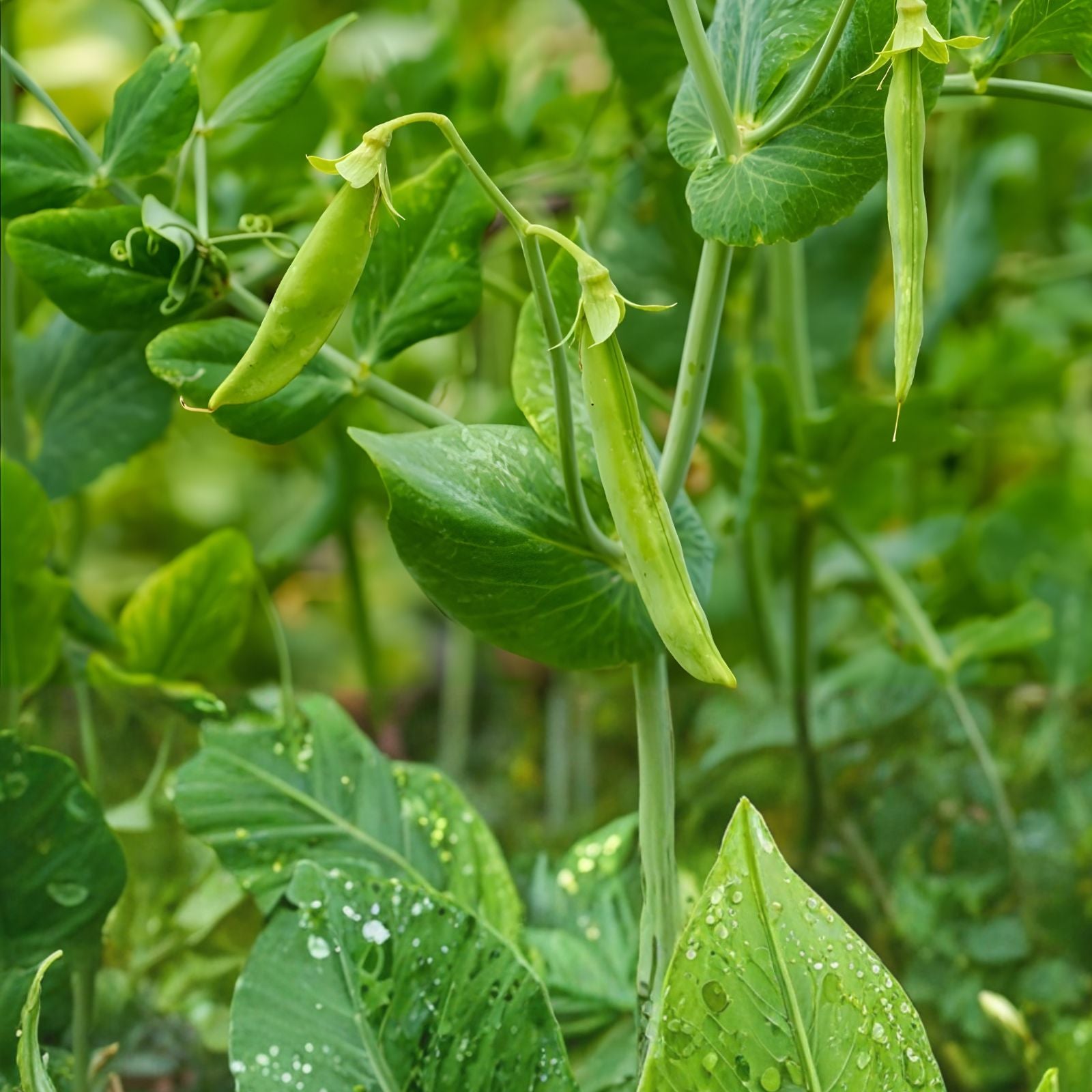 Sugar Daddy Snow Pea Seeds - 50 Count, Sweet Garden Peas, Edible Pods, Pisum sativum var. macrocarpon