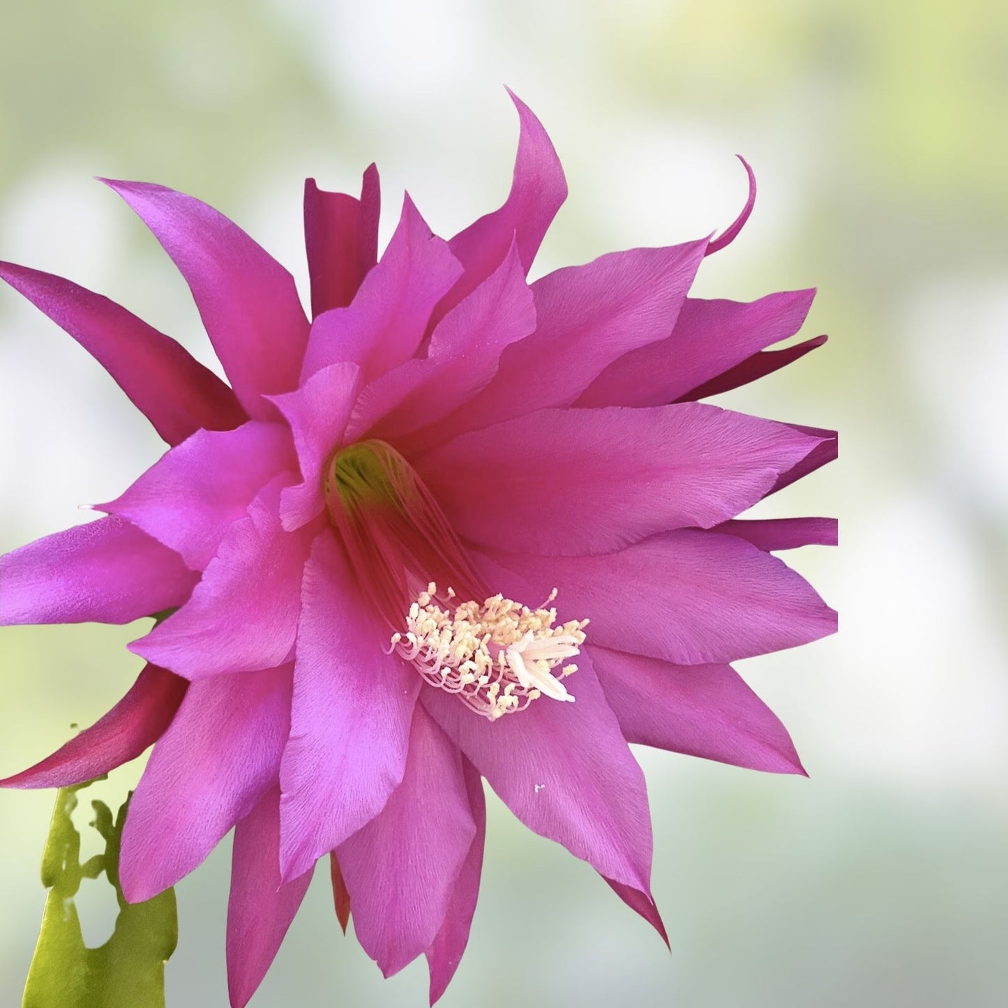 Epiphyllum Cutting Unrooted HB Jeffrey's Royal Heir Rare Cactus Propagation Plant