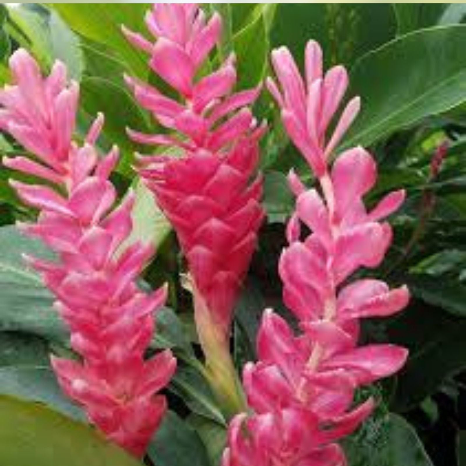 Hawaiian Hot Pink Ginger Plant - Small Rooted Starter - Alpinia purpurata - Tropical Flowering Perennial