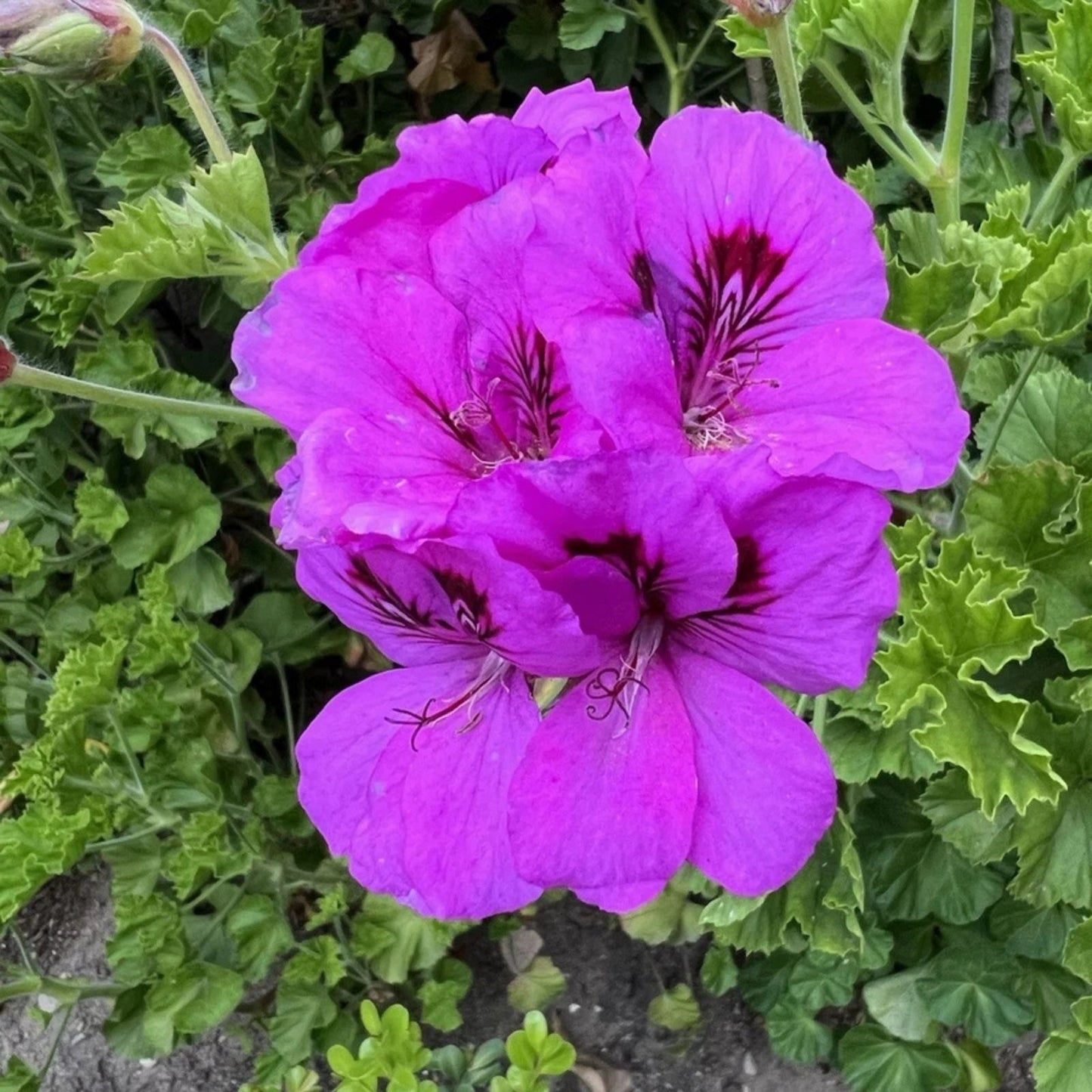 Lavender Purple Pelargonium Fancy Regal Geranium 6" Live Plant Cutting - Pelargonium x hortorum