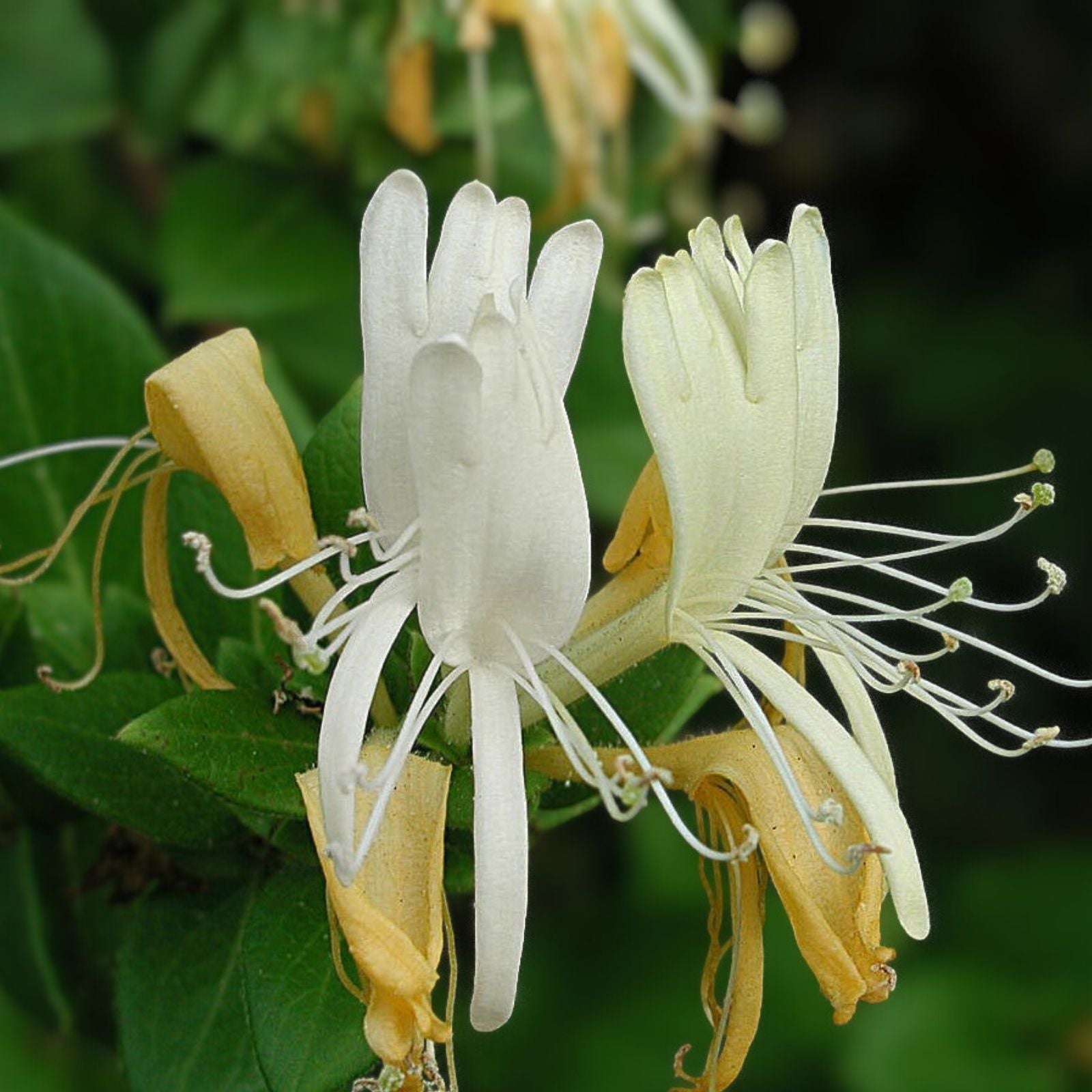Honeysuckle Vine Live Starter Plant 6 Inches, Lonicera japonica, Sweet Fragrant Greenery, Garden Climber, Ornamental Plant