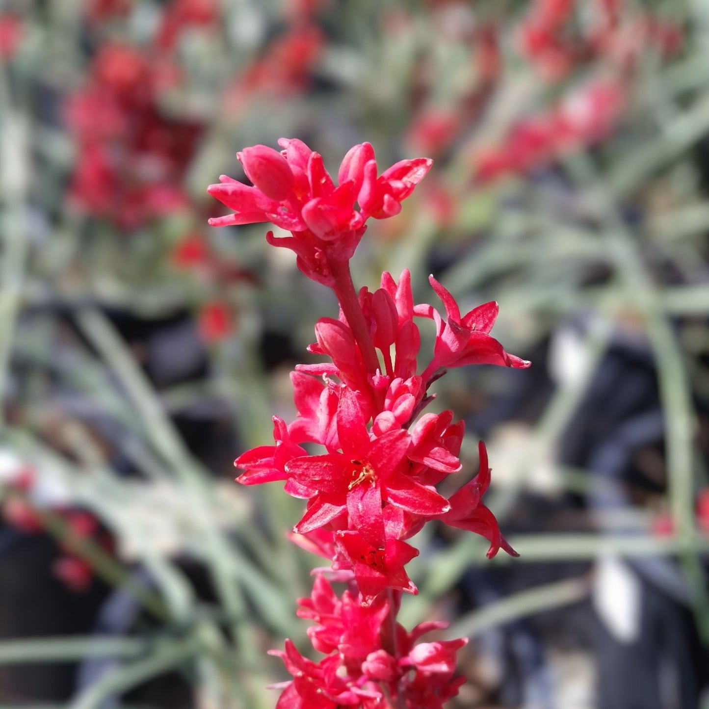 Texas Yucca Seeds 40 Count - Hesperaloe parviflora False Brakelight Red Flowering Variety - Drought Tolerant Perennial Plant Seeds