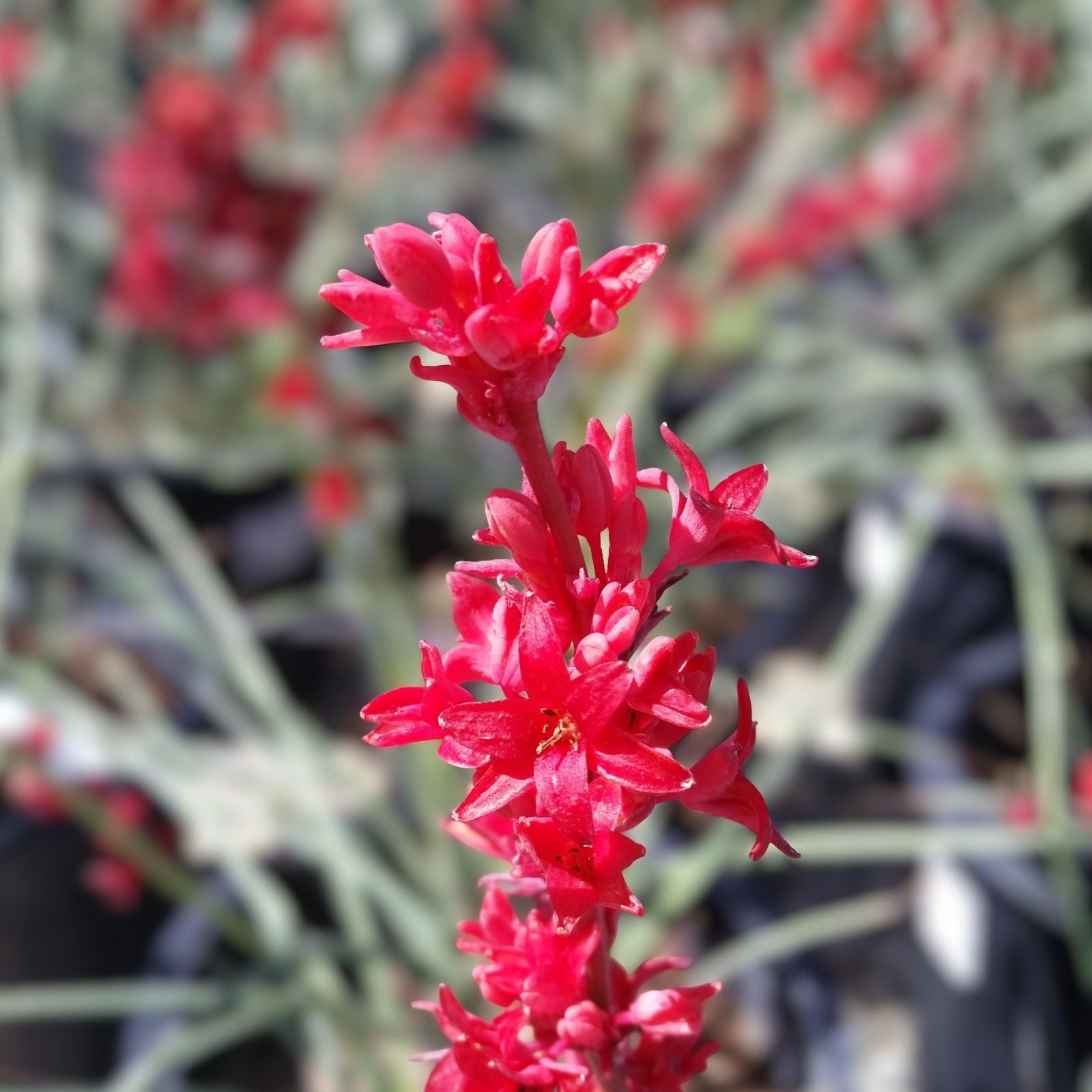 Texas Yucca Seeds 40 Count - Hesperaloe parviflora False Brakelight Red Flowering Variety - Drought Tolerant Perennial Plant Seeds