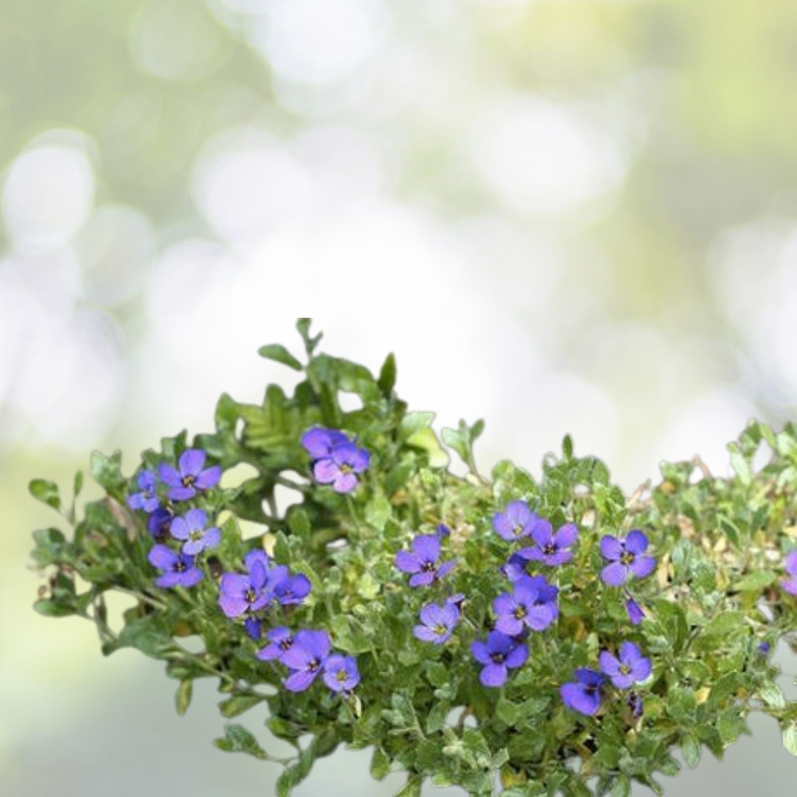 Cascade Blue Rock Cress Seeds - Aubrieta Hybrida Superbissima - Perennial Flower Seeds - Free Shipping US