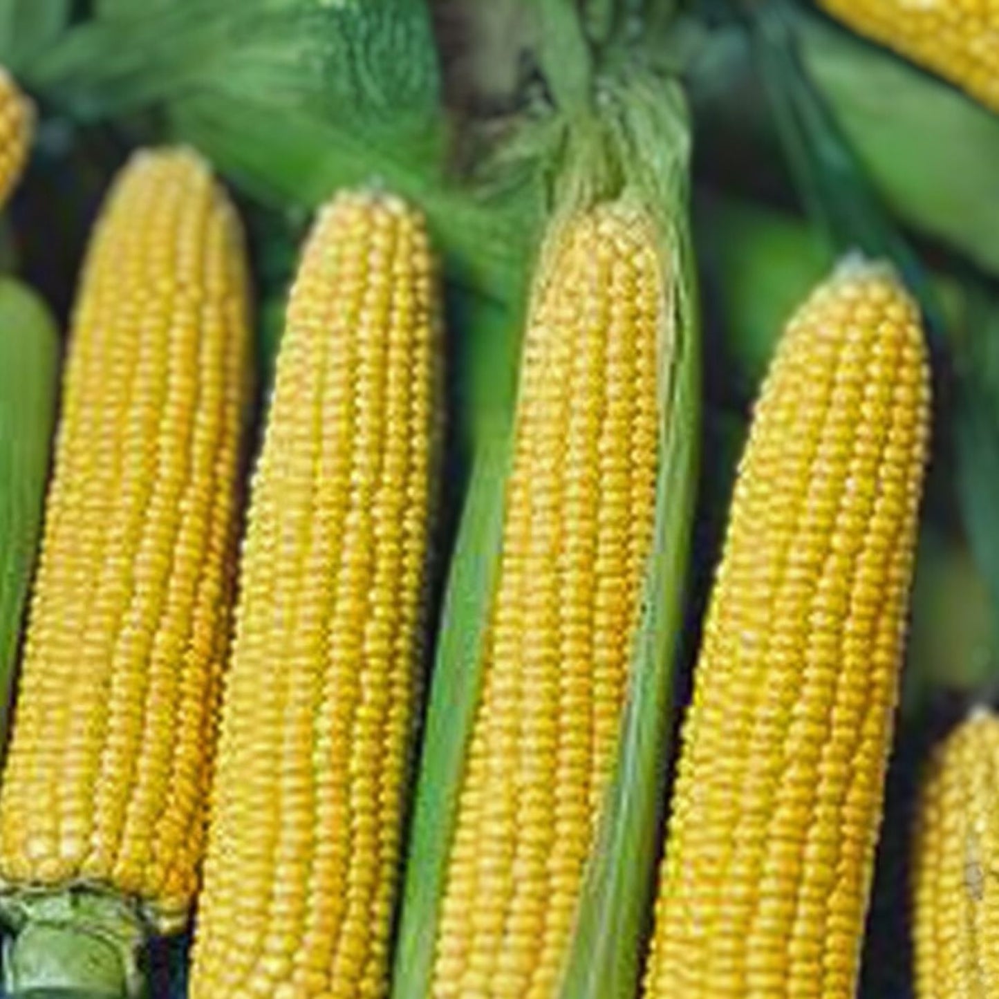 Non-GMO Heirloom Corn Seed Collection – 6 Varieties for Home Gardening – Zea mays, Organic, Open-Pollinated, Non-GMO