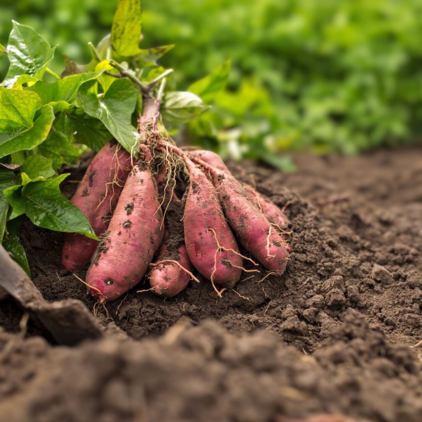 Rooted Sweet Potato Cuttings - 10 Vines for Planting - Ipomoea batatas - Organic, Heirloom, Garden Starter