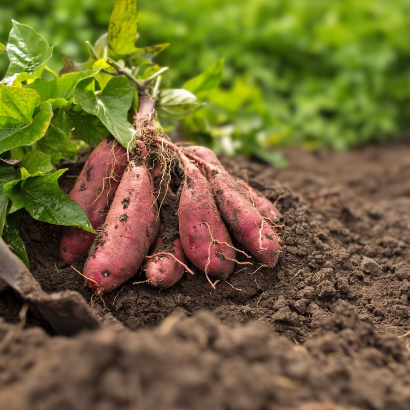 Rooted Sweet Potato Cuttings - 10 Vines for Planting - Ipomoea batatas - Organic, Heirloom, Garden Starter