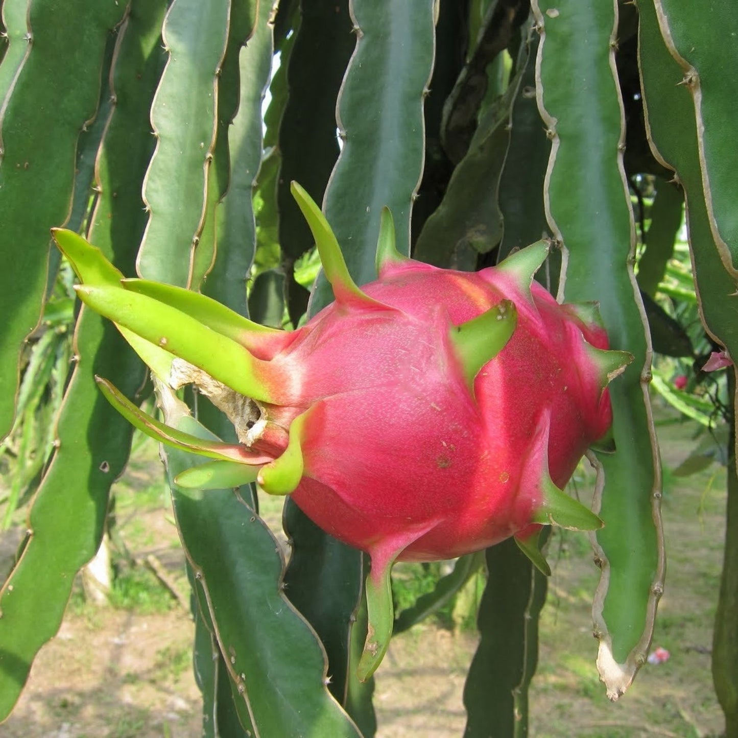 Dragon Fruit Cuttings 5-7 Inches Valdivia Roja Variety Hylocereus undatus | Fresh Fruit Plant Cuttings