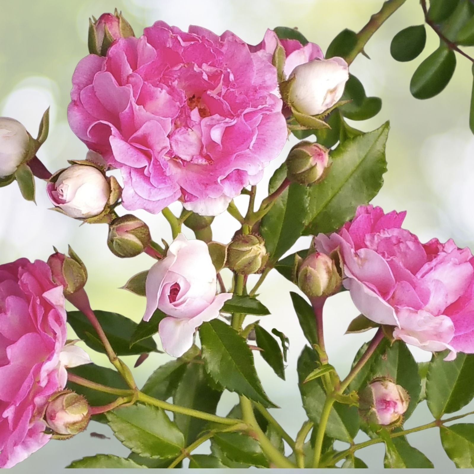 Heirloom Seven Sisters Pink Climbing Rose Bush Live Plant, 3-6" Starter, Rosa Multiflora, Fragrant Blooms, USA Grown