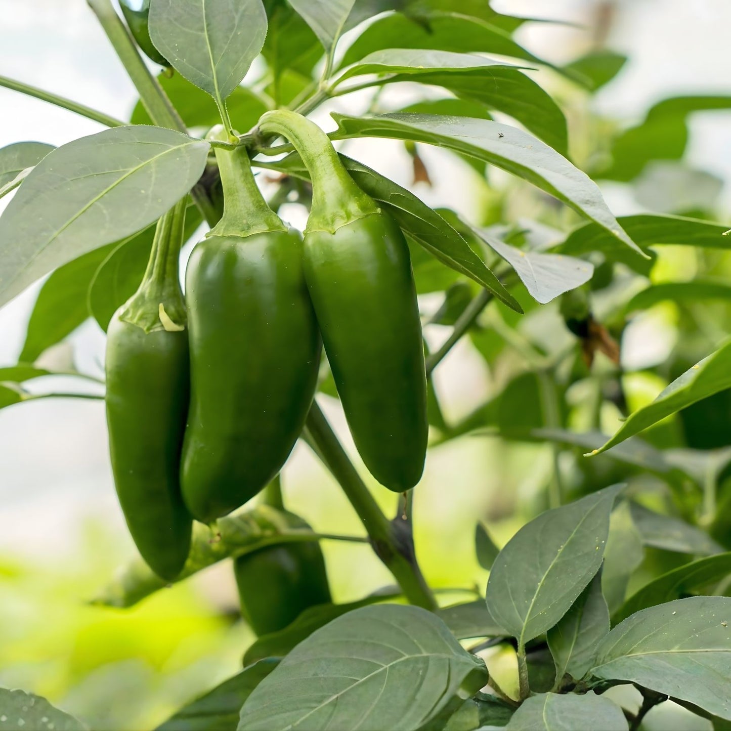 Hot Jalapeno Pepper Seeds 4oz Pack Capsicum annuum for Spicy Gardening and Home Growing
