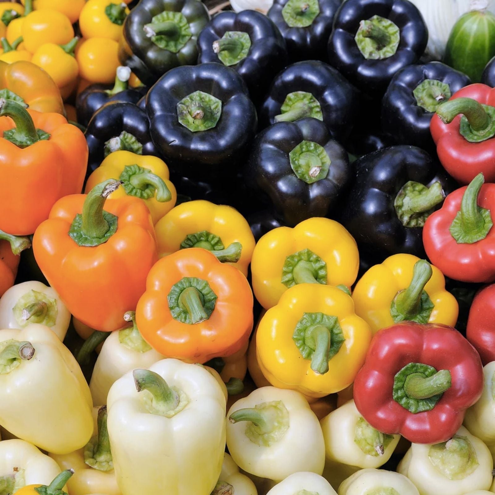 Rainbow Blend Sweet Bell Pepper Seeds – 300+ Pack, Non-GMO, Capsicum annuum, Colorful Bell Peppers for Gardening and Cooking