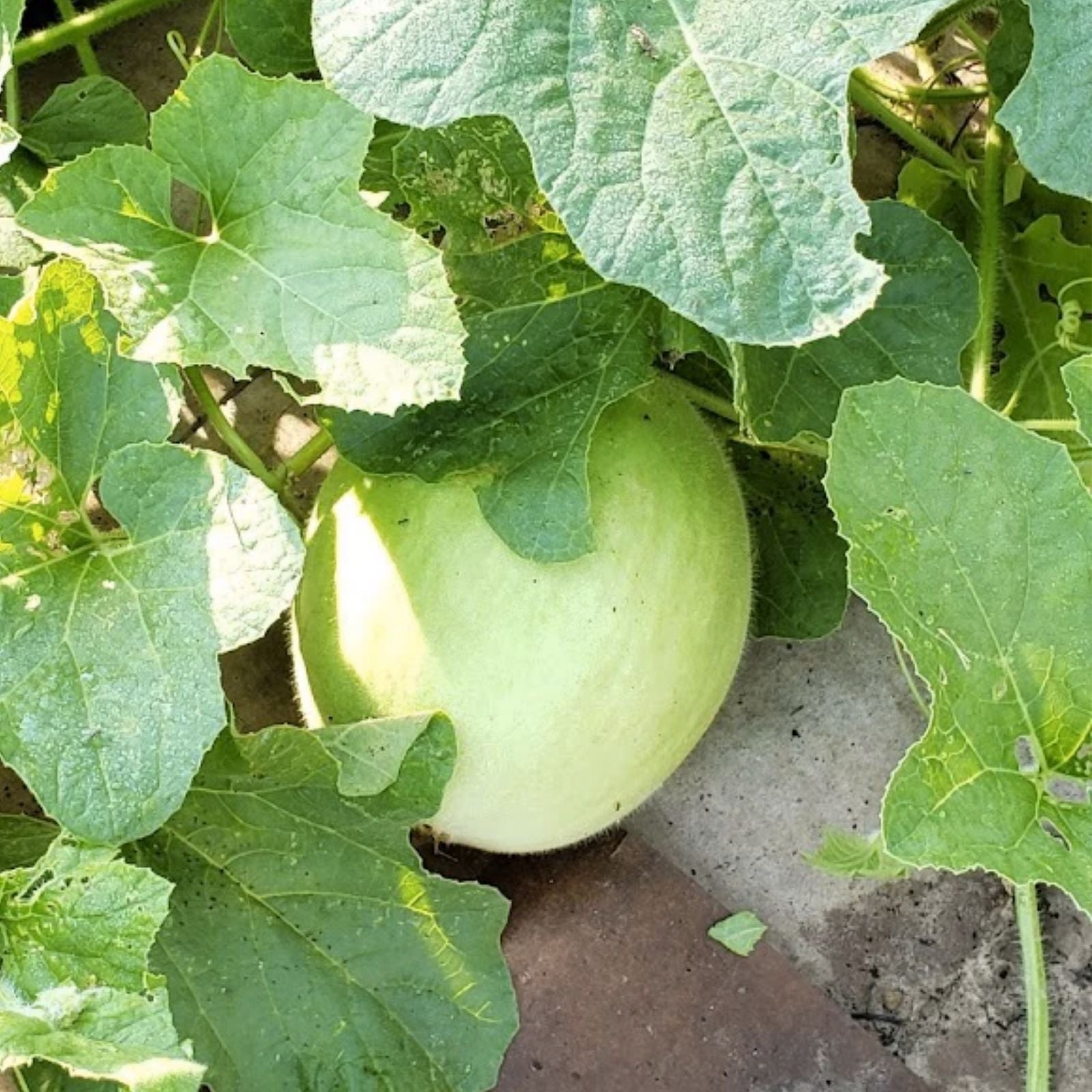 Green Flesh Honeydew Melon Seeds - 25+ Seeds (Cucumis melo) Sweet Juicy Fruit for Home Garden USA