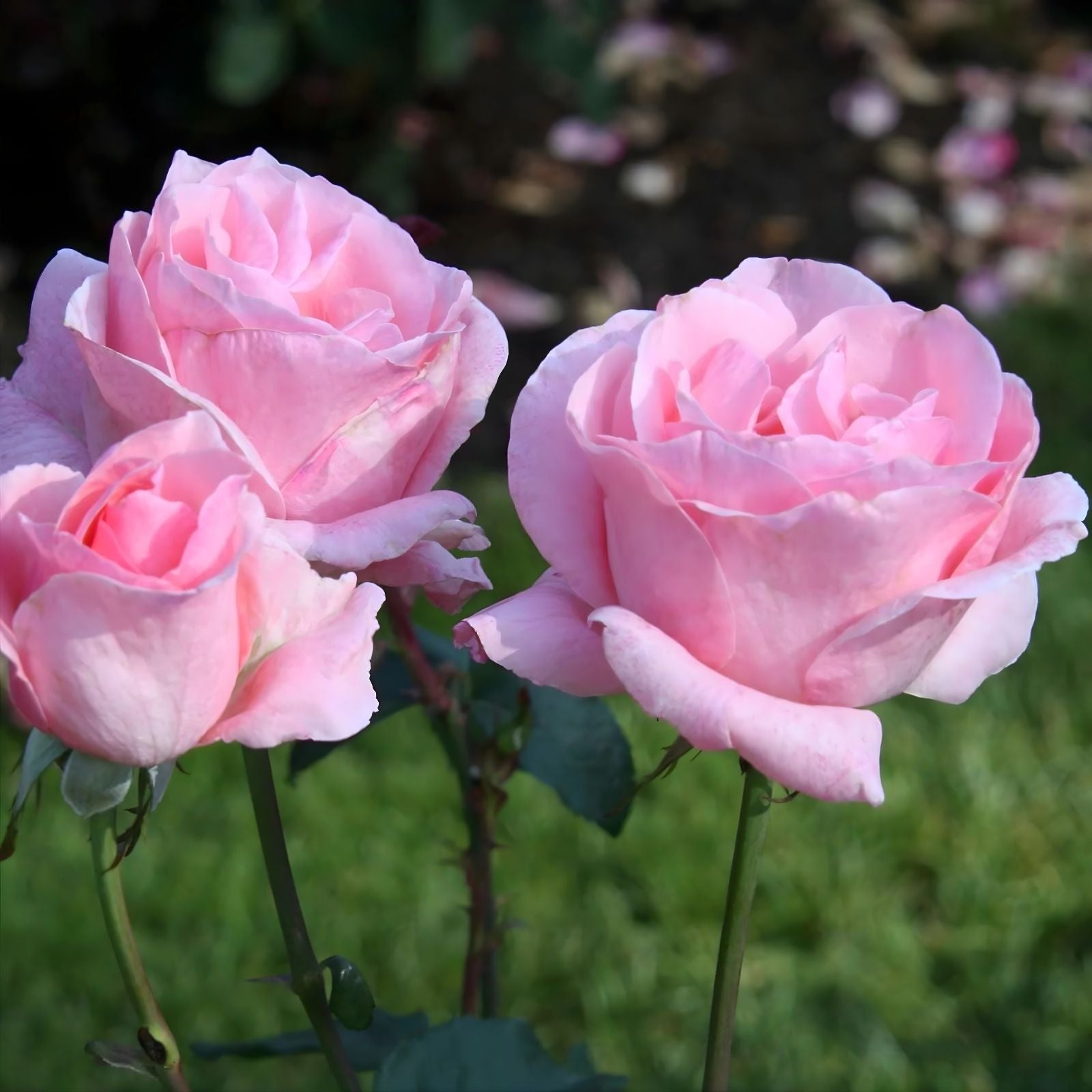 Queen Elizabeth Rose Bush - 1-2' Pink Live Plant - Rosa 'Queen Elizabeth' - Grandiflora AARS Winner