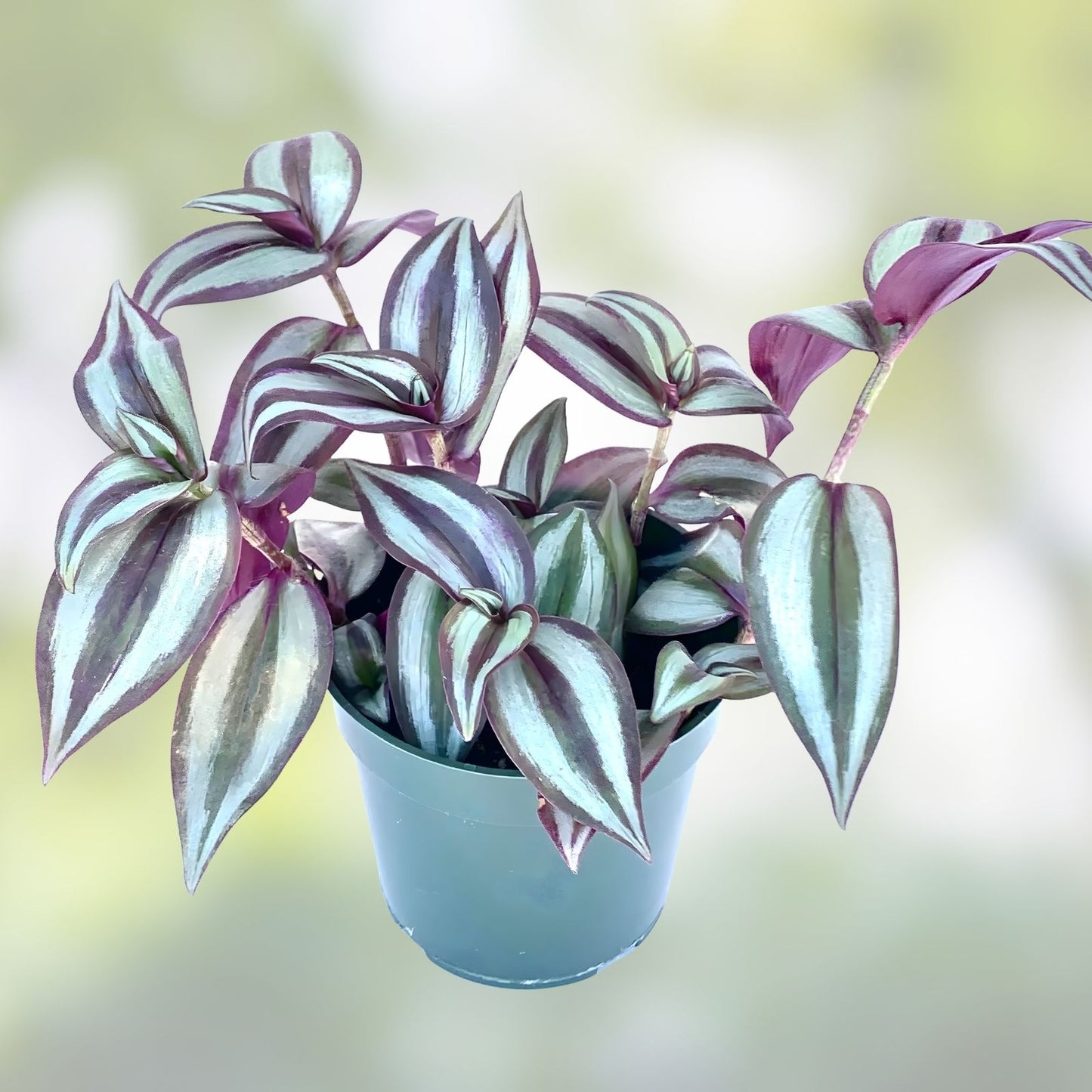 Tradescantia Zebrina Silver Plus Wandering Jew Plant in 2.5" Pot – Indoor Houseplant for Decor