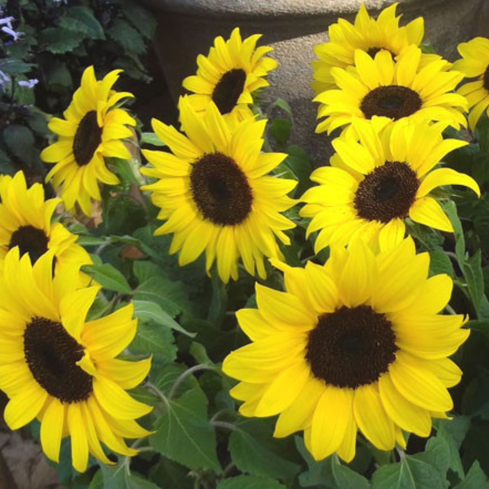 Lemon Queen Sunflower Seeds 100 Count - Helianthus annuus - Bright Yellow Flowers, High Yield, Garden Planting Seeds