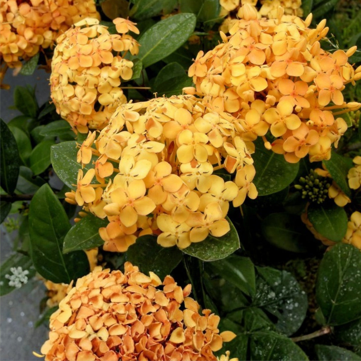Dwarf Ixora Yellow Plant 1 Gal Pot - Compact Evergreen Shrub with Star-Shaped Flowers (Ixora chinensis) for Small Gardens