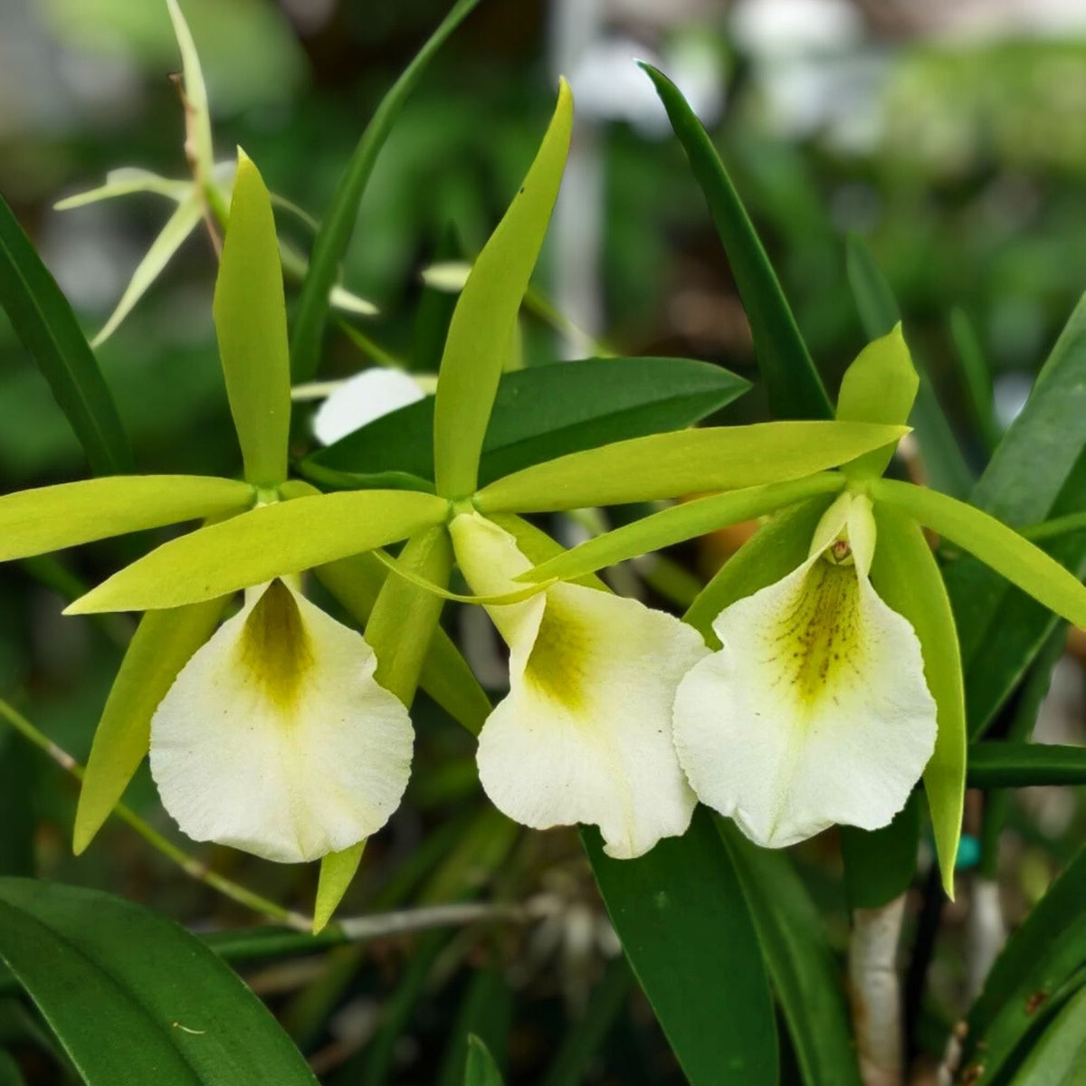 Brassavola 'Lime-Sherbet' Orchid Plant - Lime Green Flowers, Easy Care, Disease-Free, Ideal for South Florida Gardening