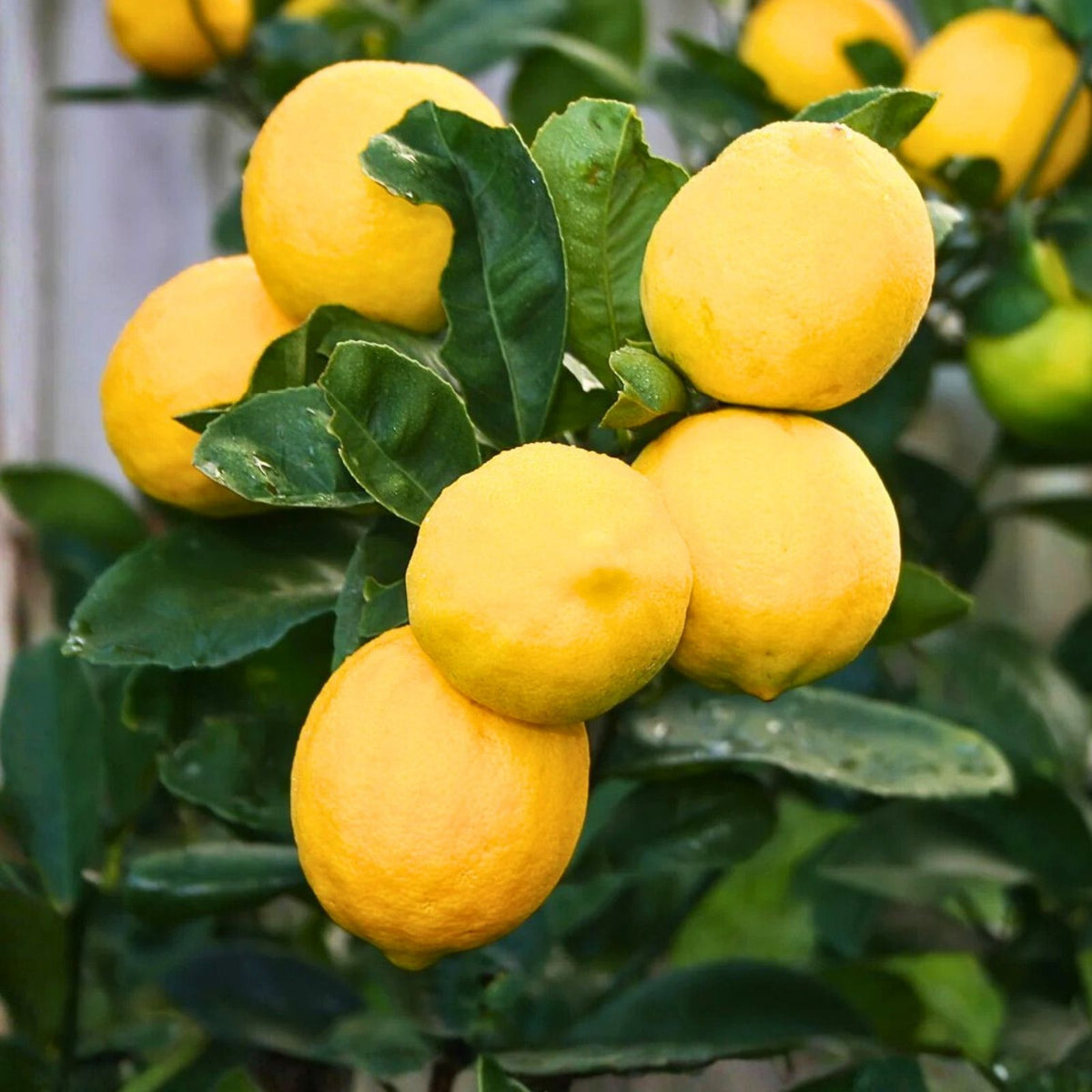 Meyer Lemon Tree Plant 5''-10'' Organic Non-GMO Citrus limon Indoor/Outdoor Frost Tolerant