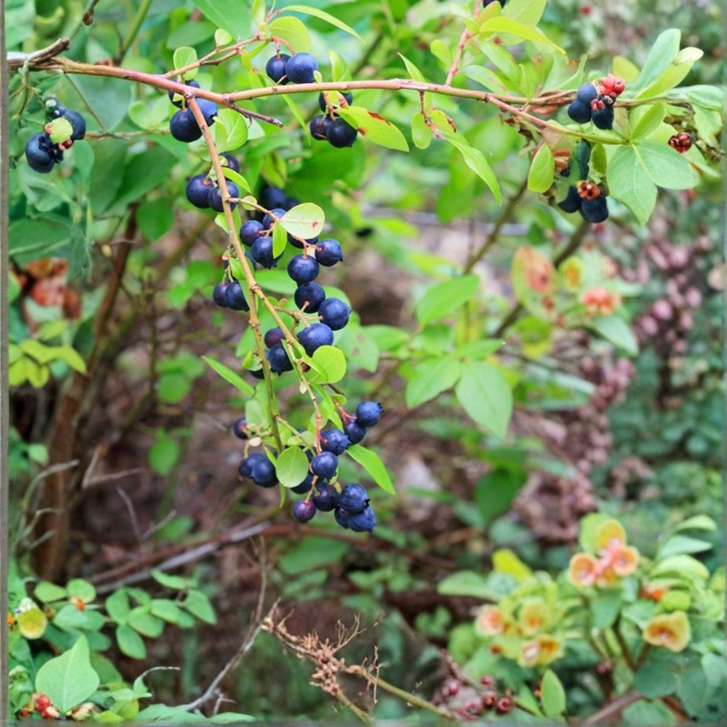 Farkleberry Tree Seedling, Rare Edible Shrub, Vaccinium arboreum, Drought Tolerant, Zones 6-9